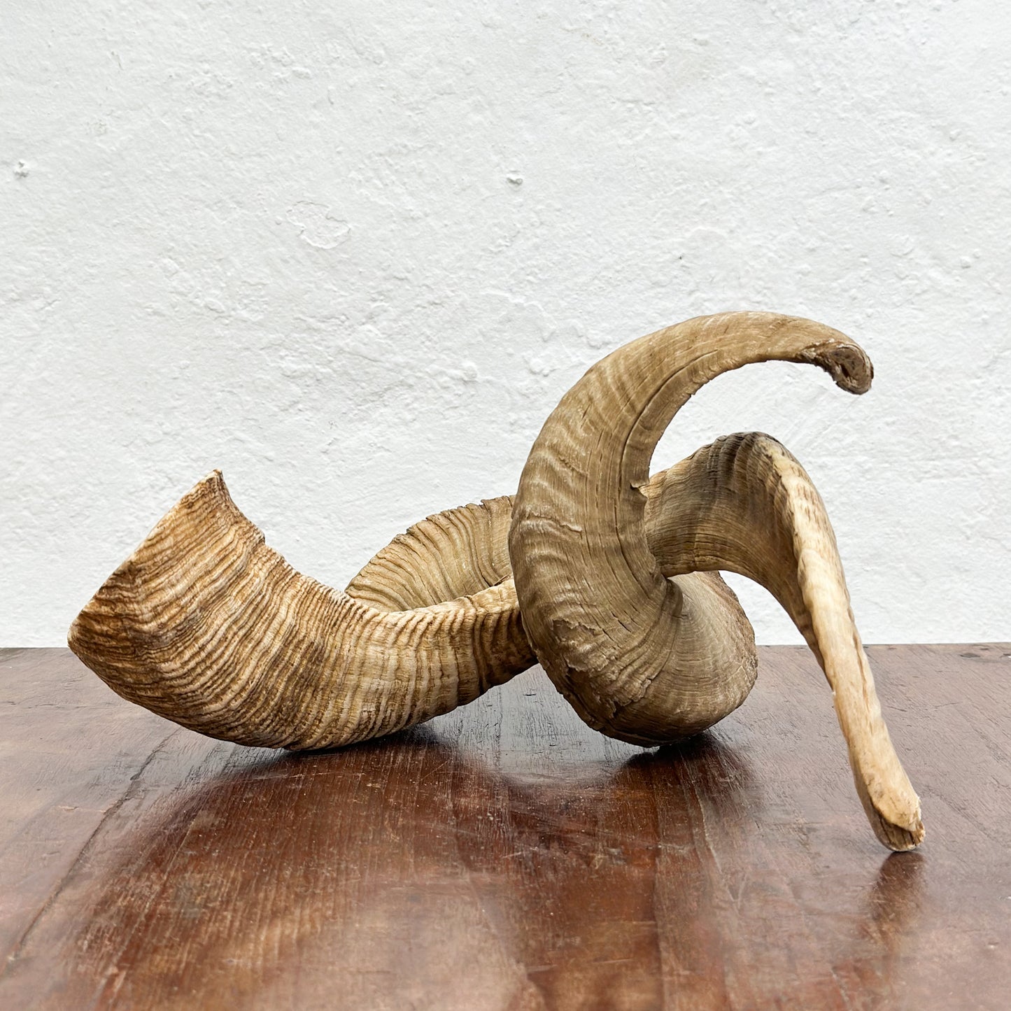 Natural Merino Ram Horn - South Africa