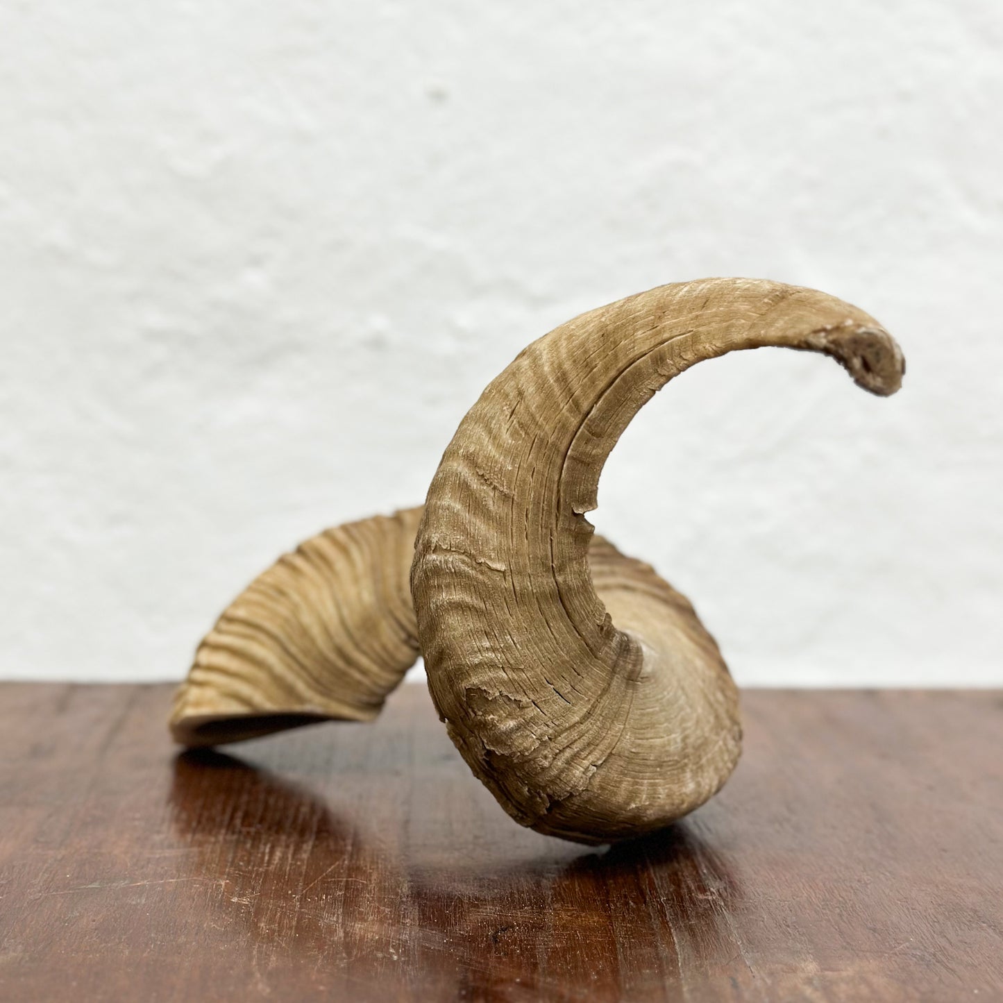 Natural Merino Ram Horn - South Africa