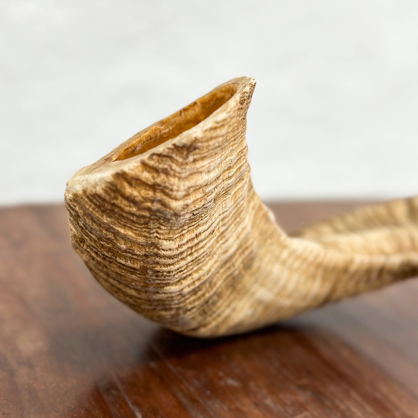 Natural Merino Ram Horn - South Africa