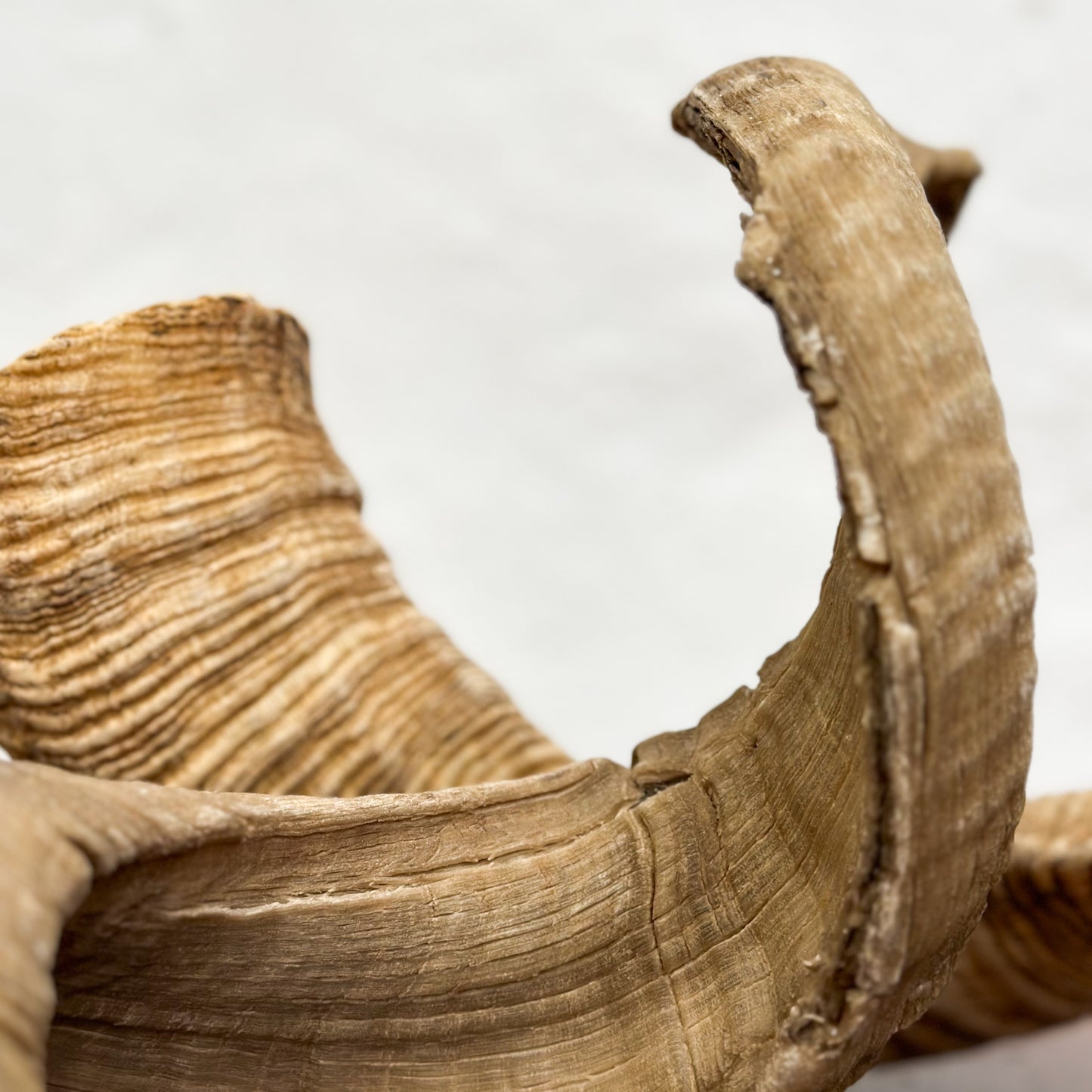 Natural Merino Ram Horn - South Africa