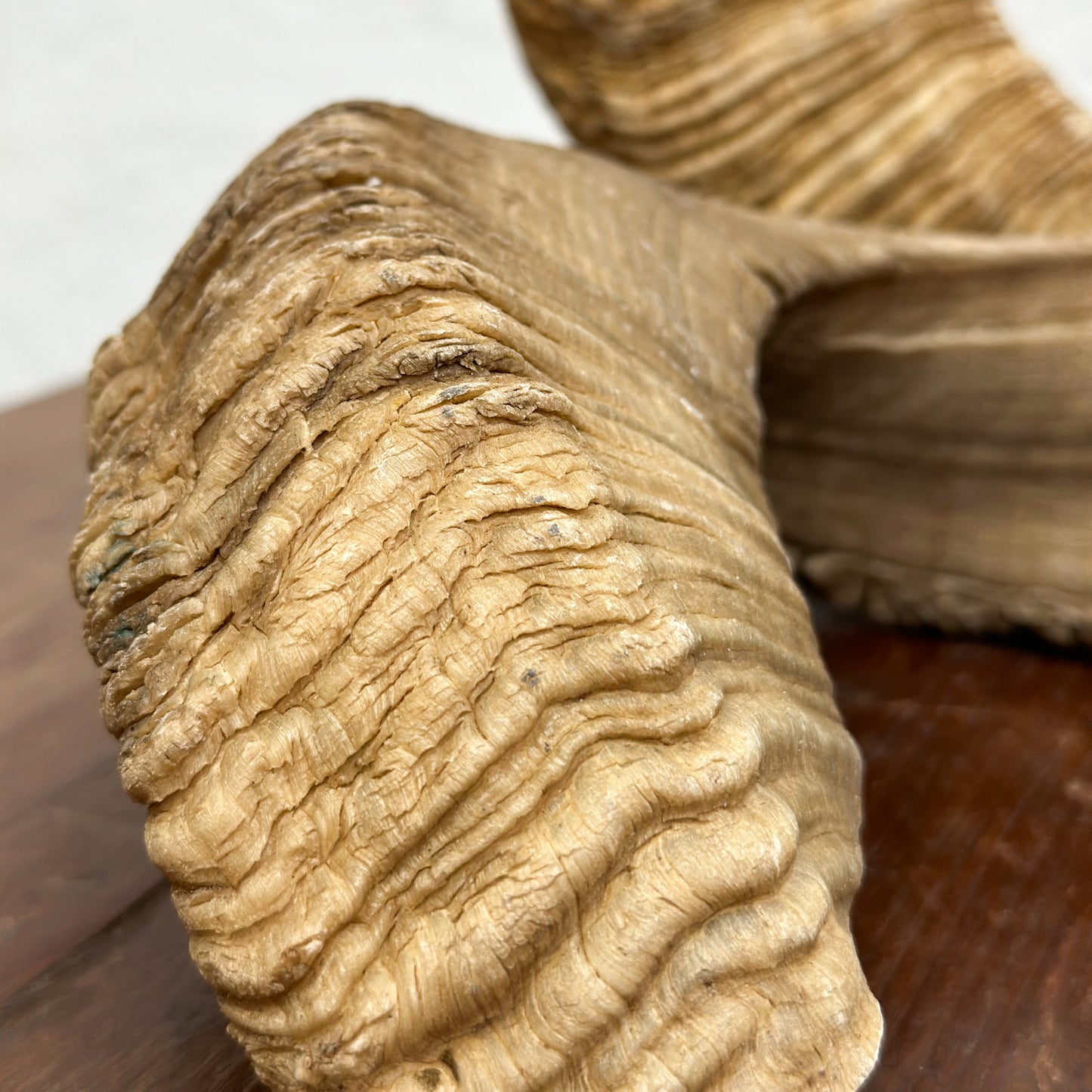 Natural Merino Ram Horn - South Africa