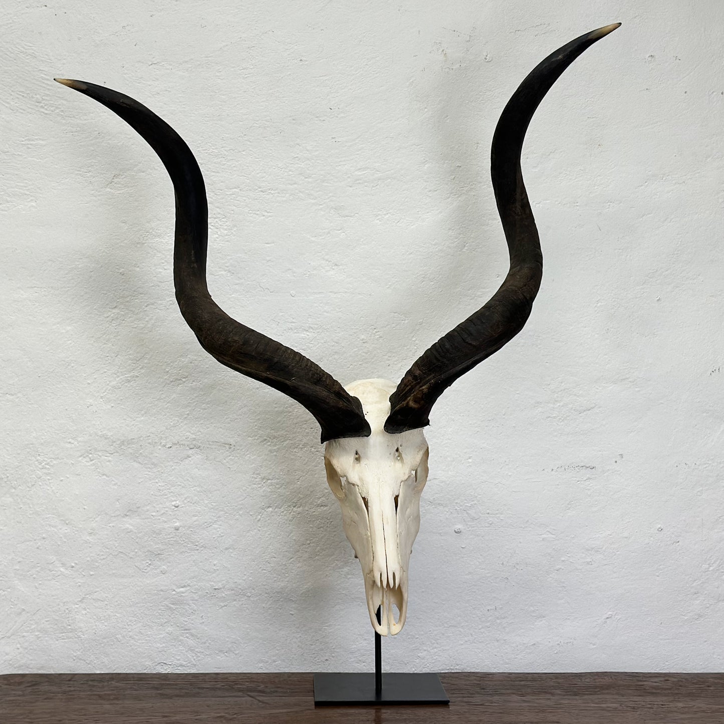 Large Kudu Skull - South Africa