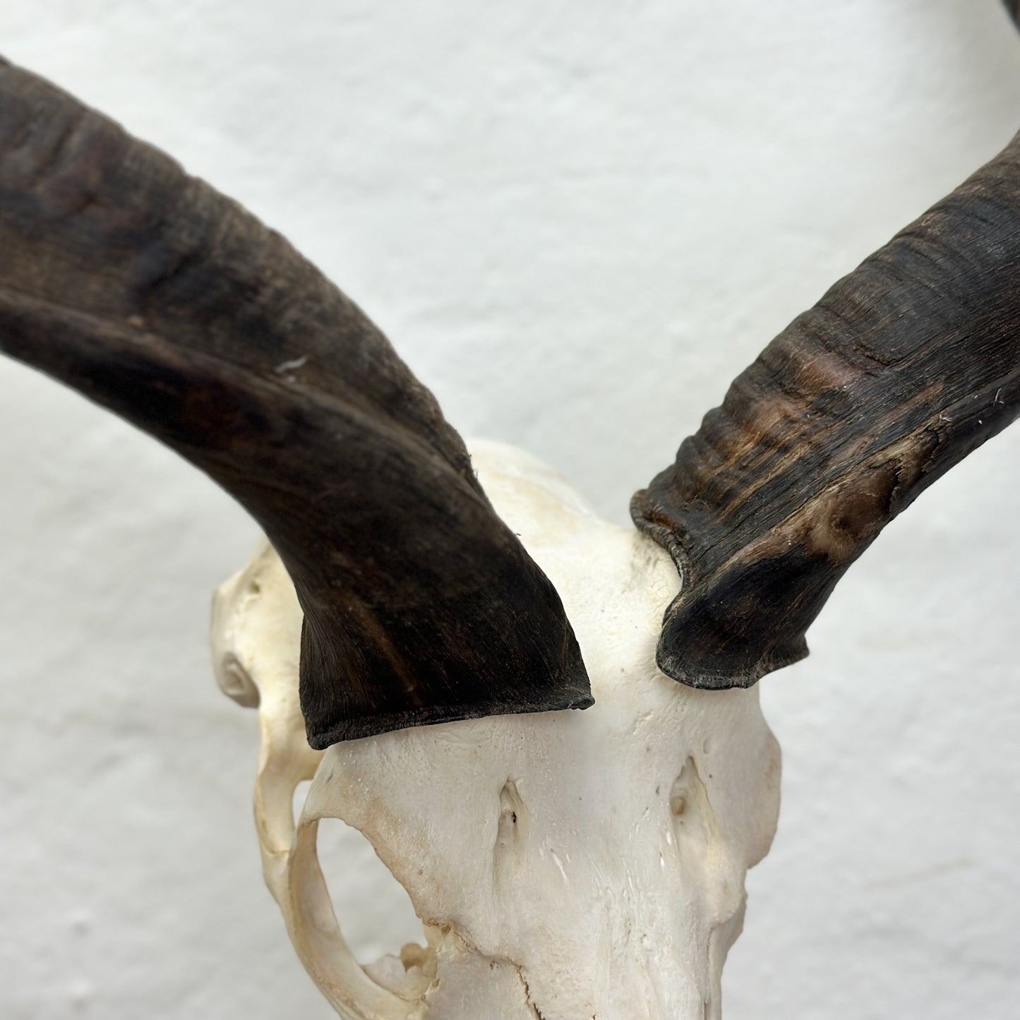 Large Kudu Skull - South Africa