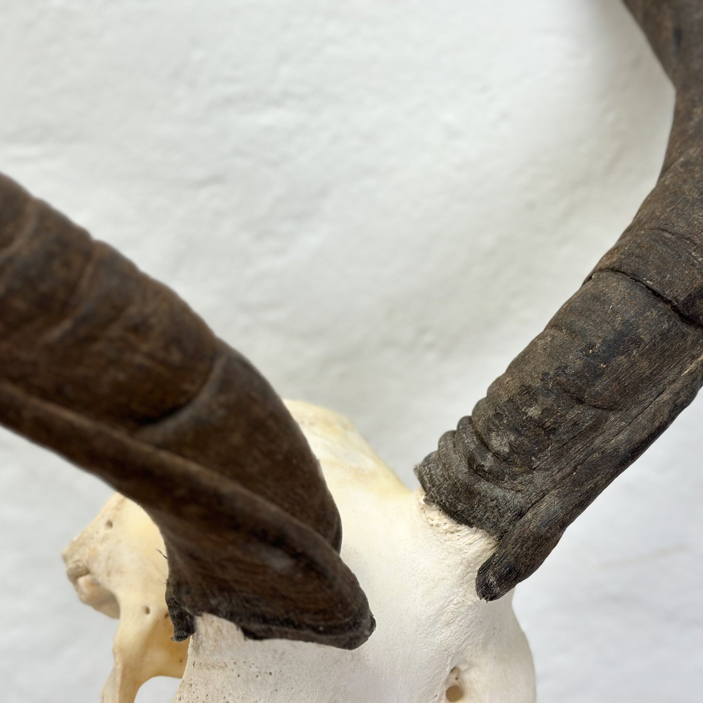 A mounted kudu skull with antlers, on a stand, against a white wall.