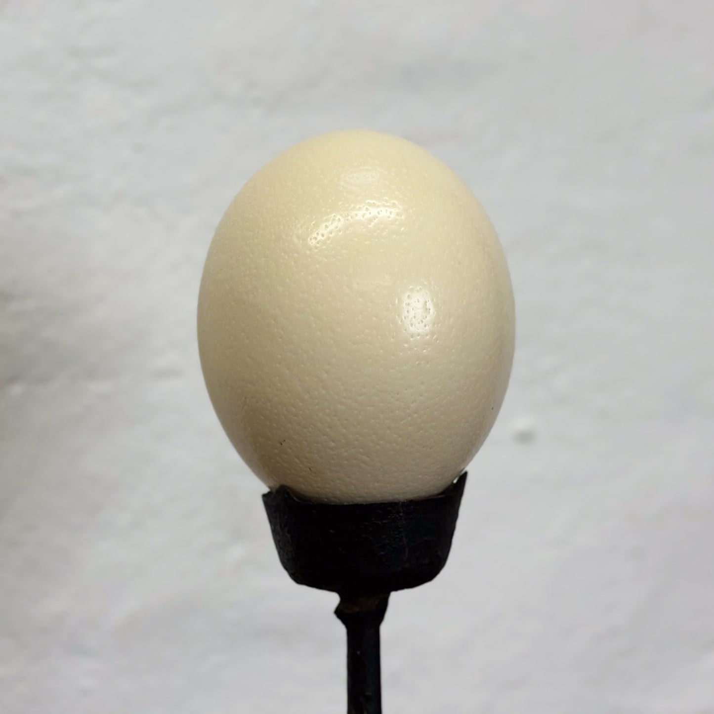 Ostrich Egg - South Africa