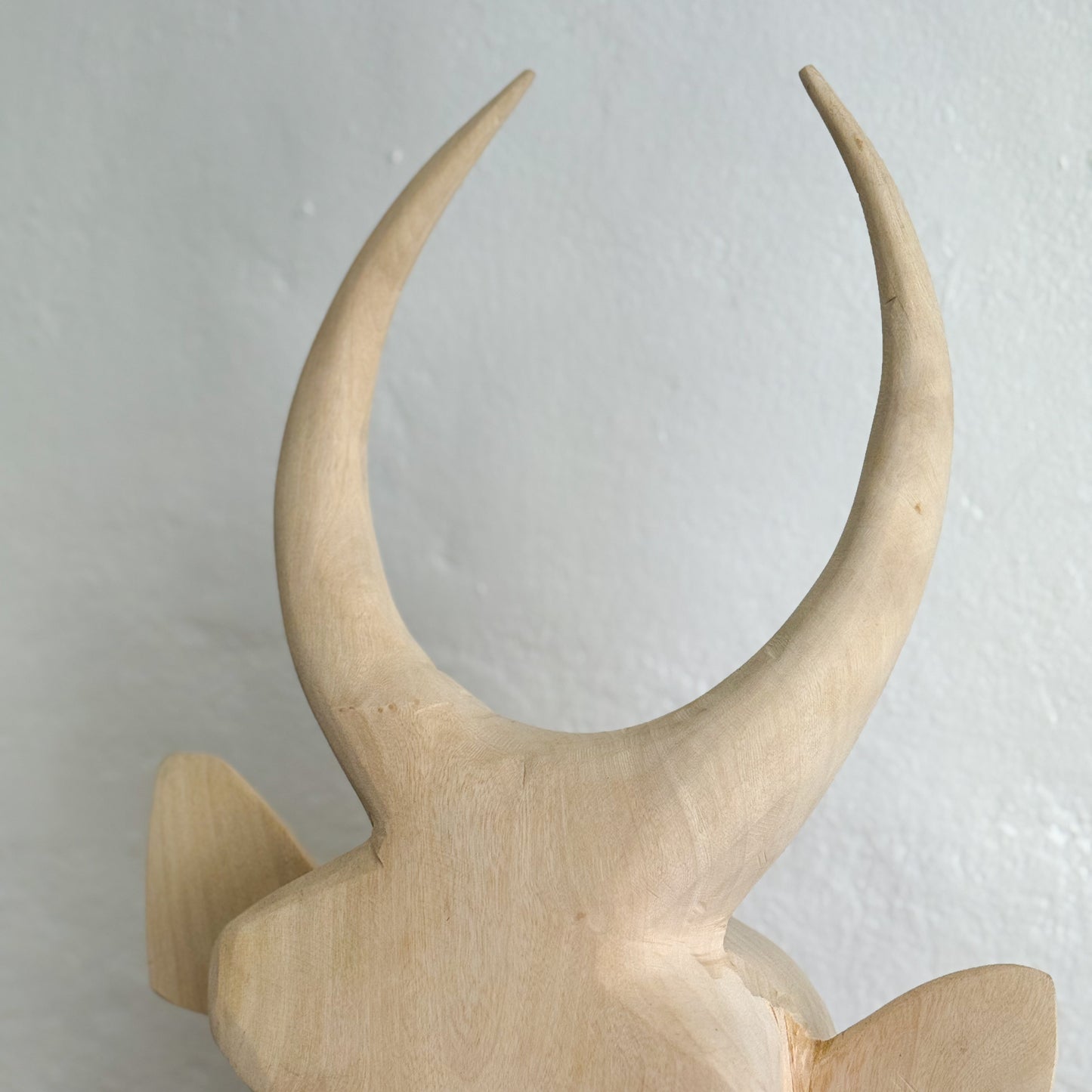 Swazi Bull Head - Eswatini
