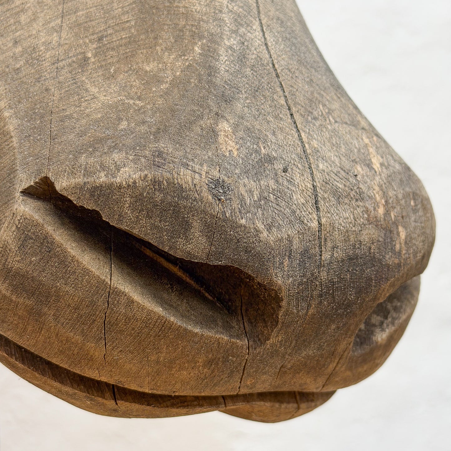 Swazi Bull Head - Swaziland