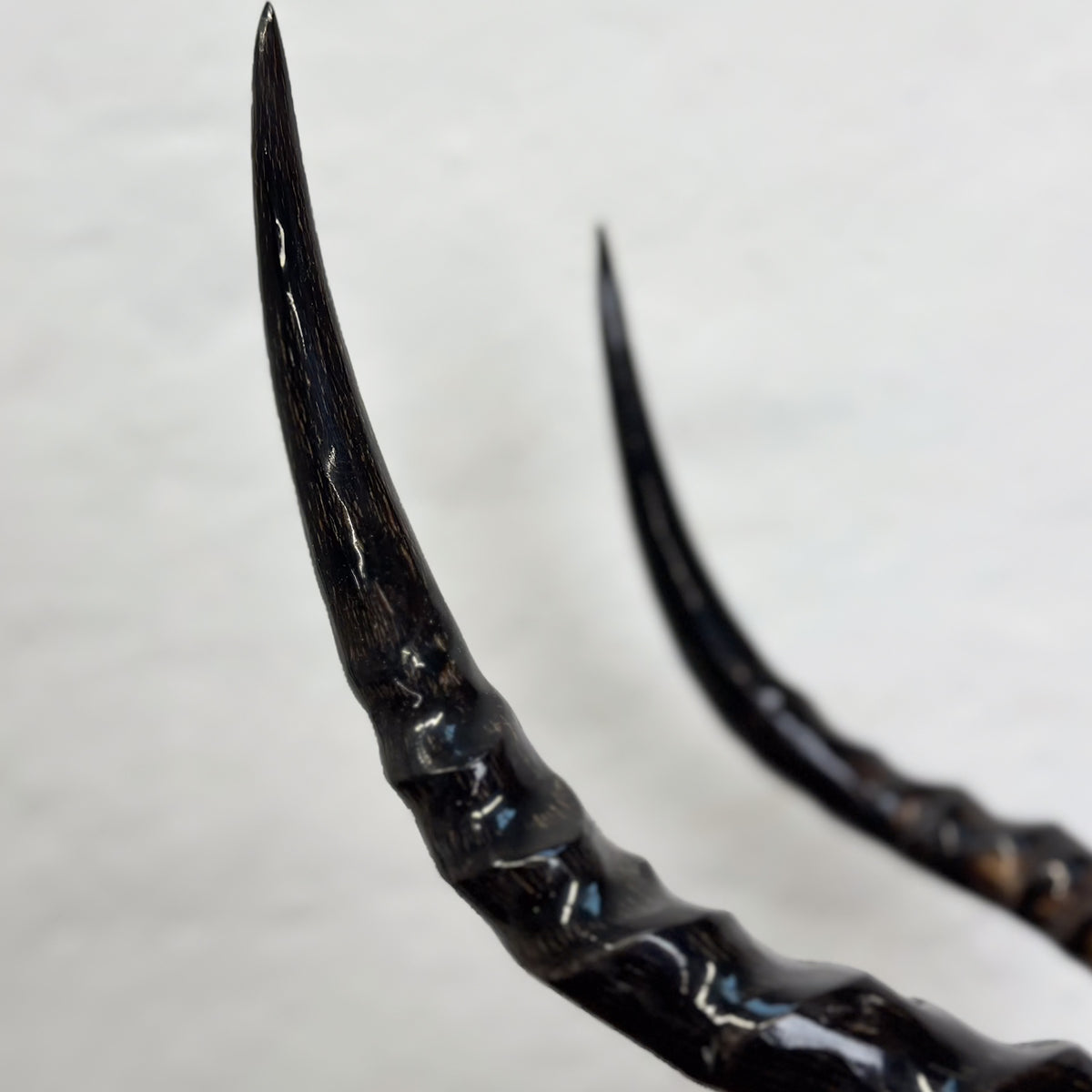 Close-up of two curved dark horns or antlers against a plain light background.