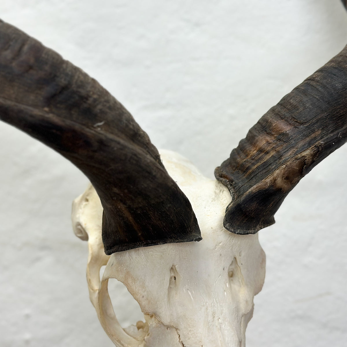 A close-up of a mounted animal skull with large dark brown to black curved horns against a plain off-white background.
