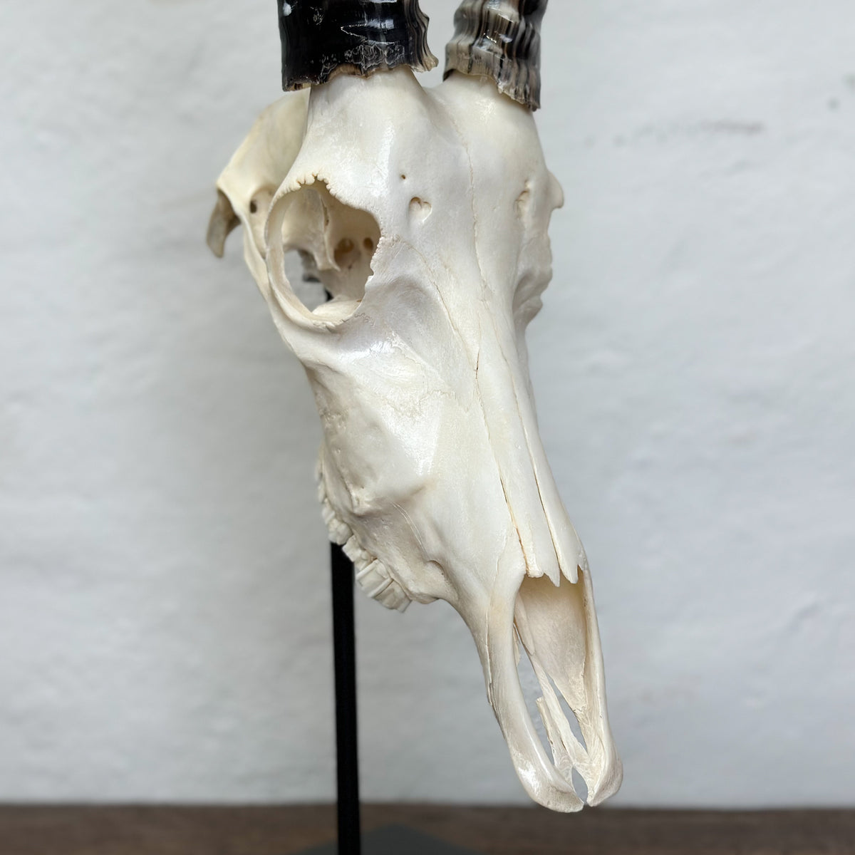 A taxidermy animal skull specimen with long, narrow horns, mounted on a black display stand against a white textured wall.