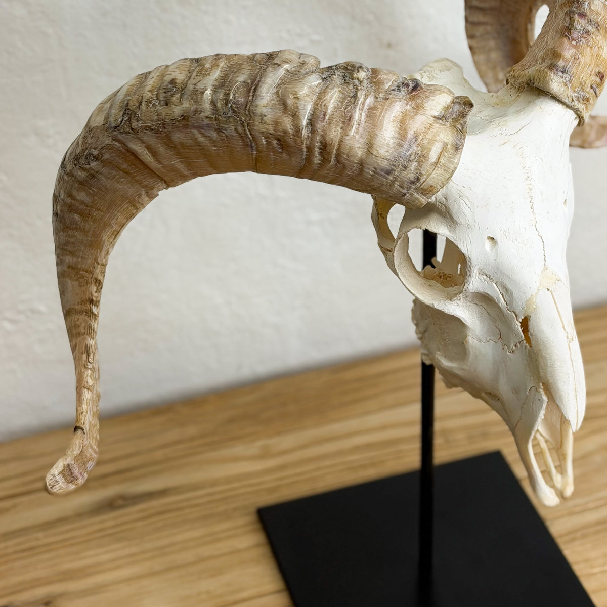A horned animal skull mount with curved tan and brown horns, displayed on a black stand on a wooden surface against a white wall.