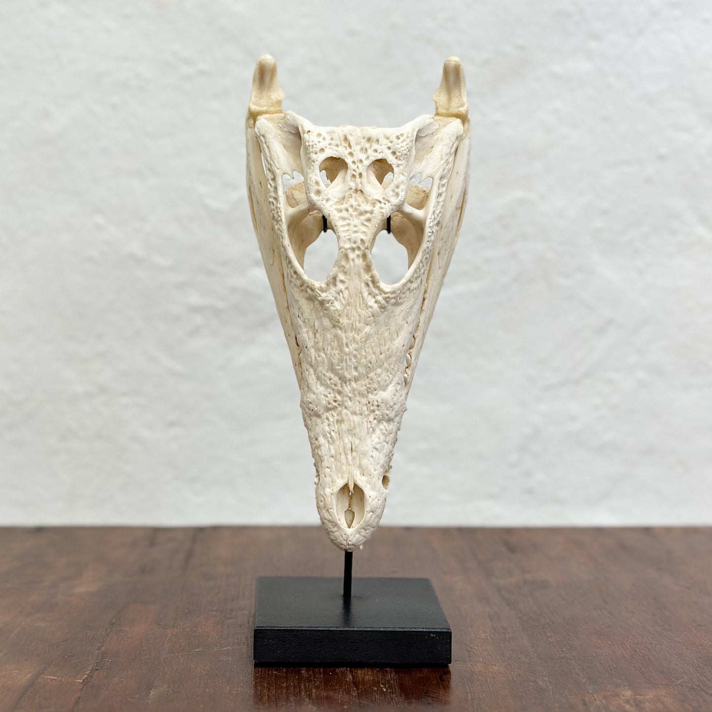 Crocodile Skull on Stand - South Africa