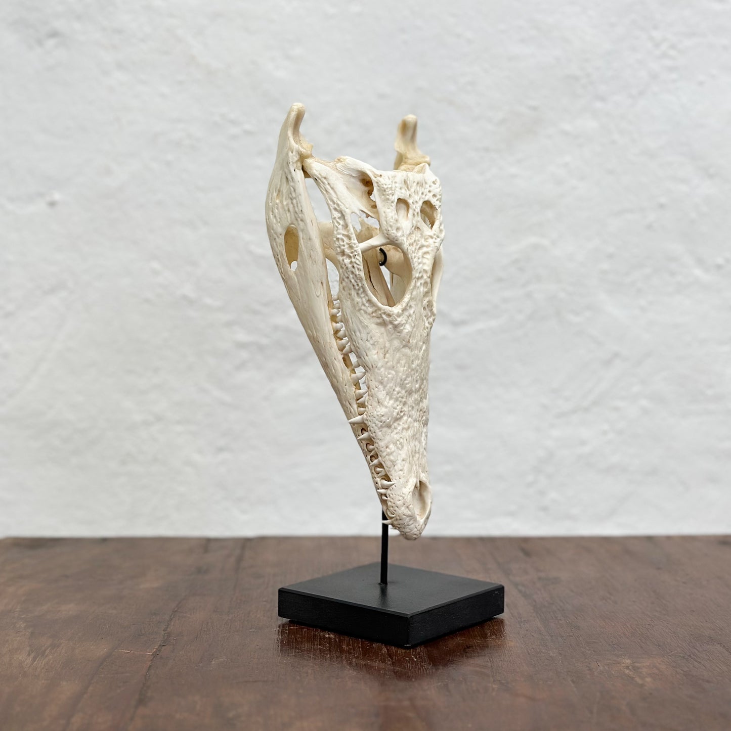 Crocodile Skull on Stand - South Africa