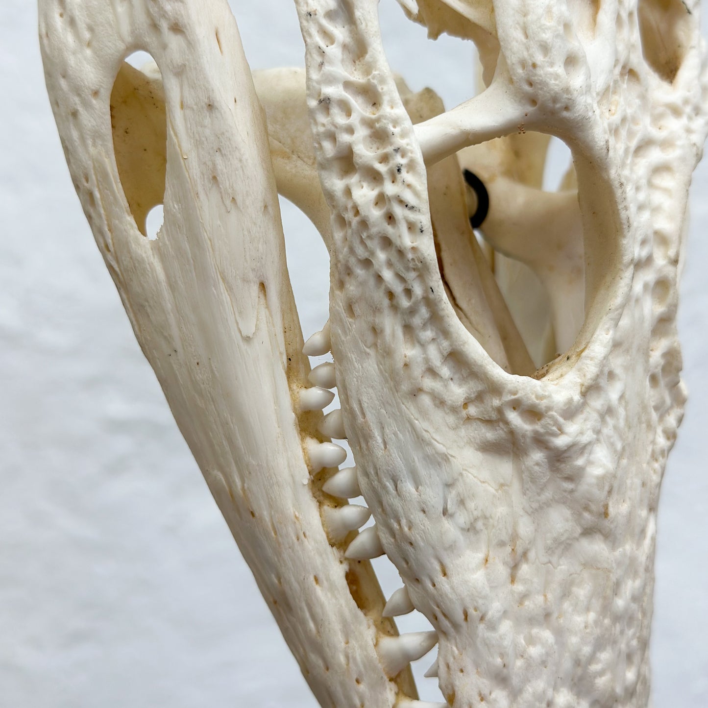 Crocodile Skull on Stand - South Africa