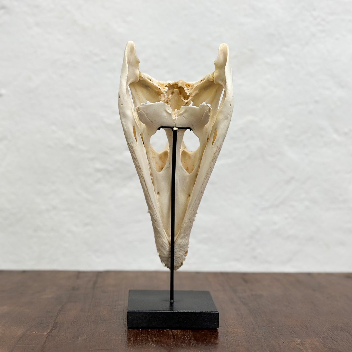 Crocodile Skull on Stand - South Africa