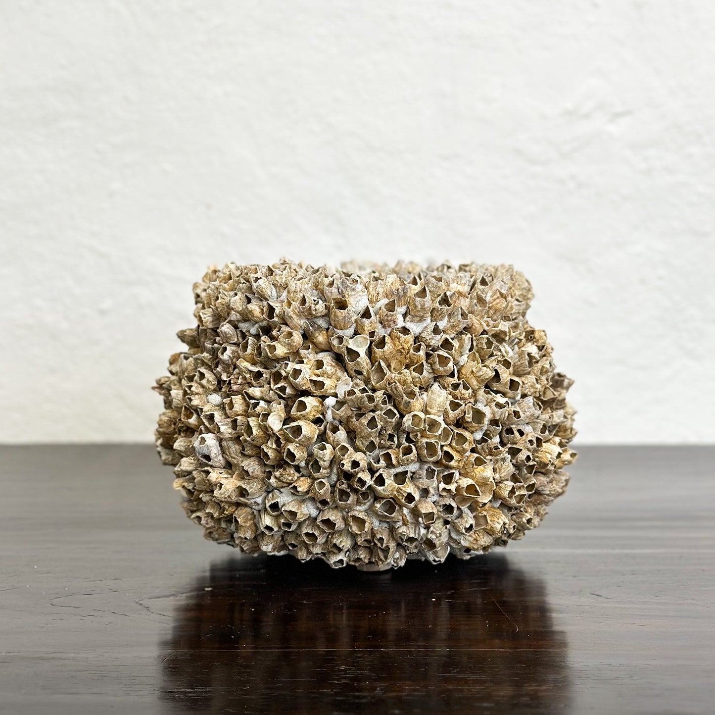 Small Natural Lipped Barnacle Pot