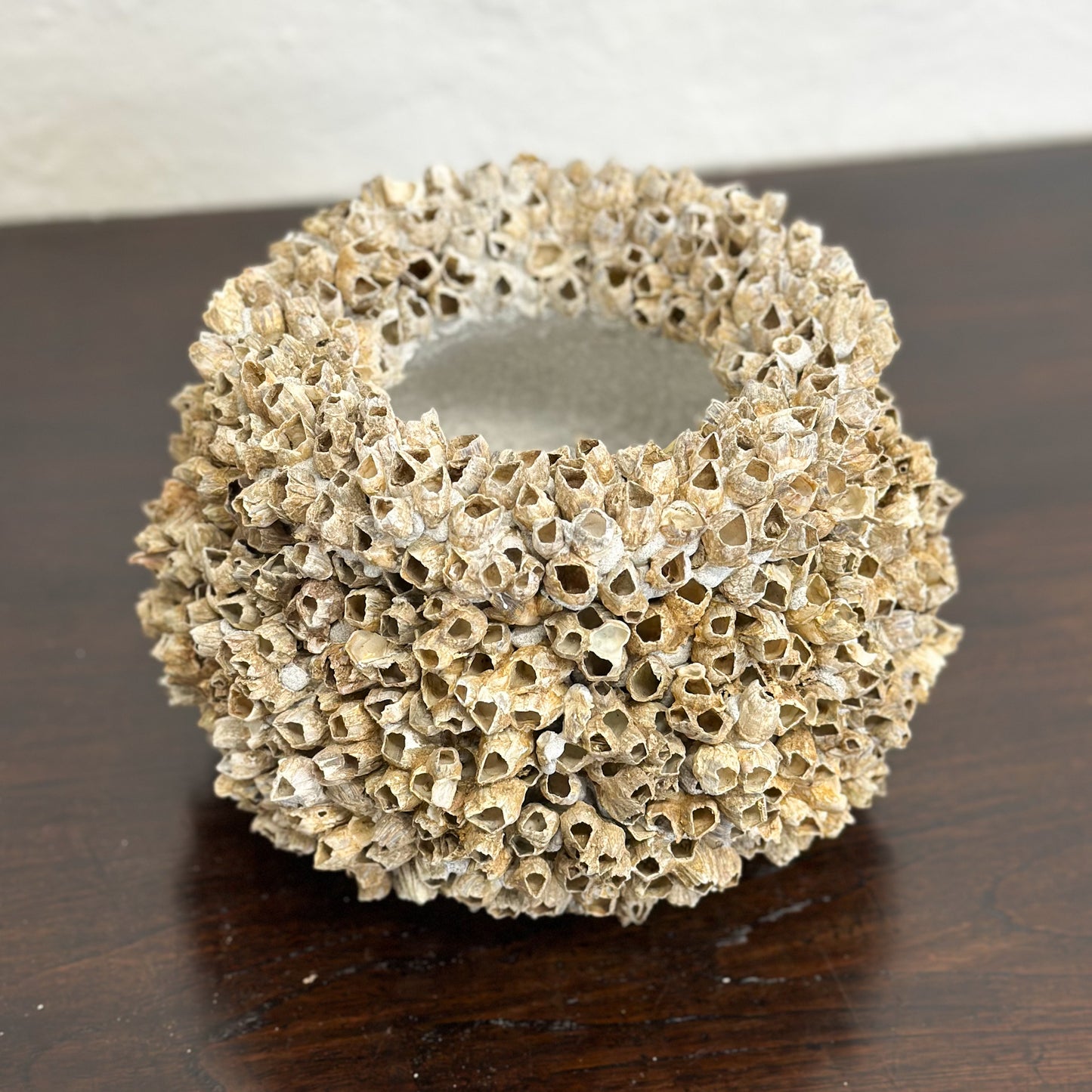 Small Natural Lipped Barnacle Pot