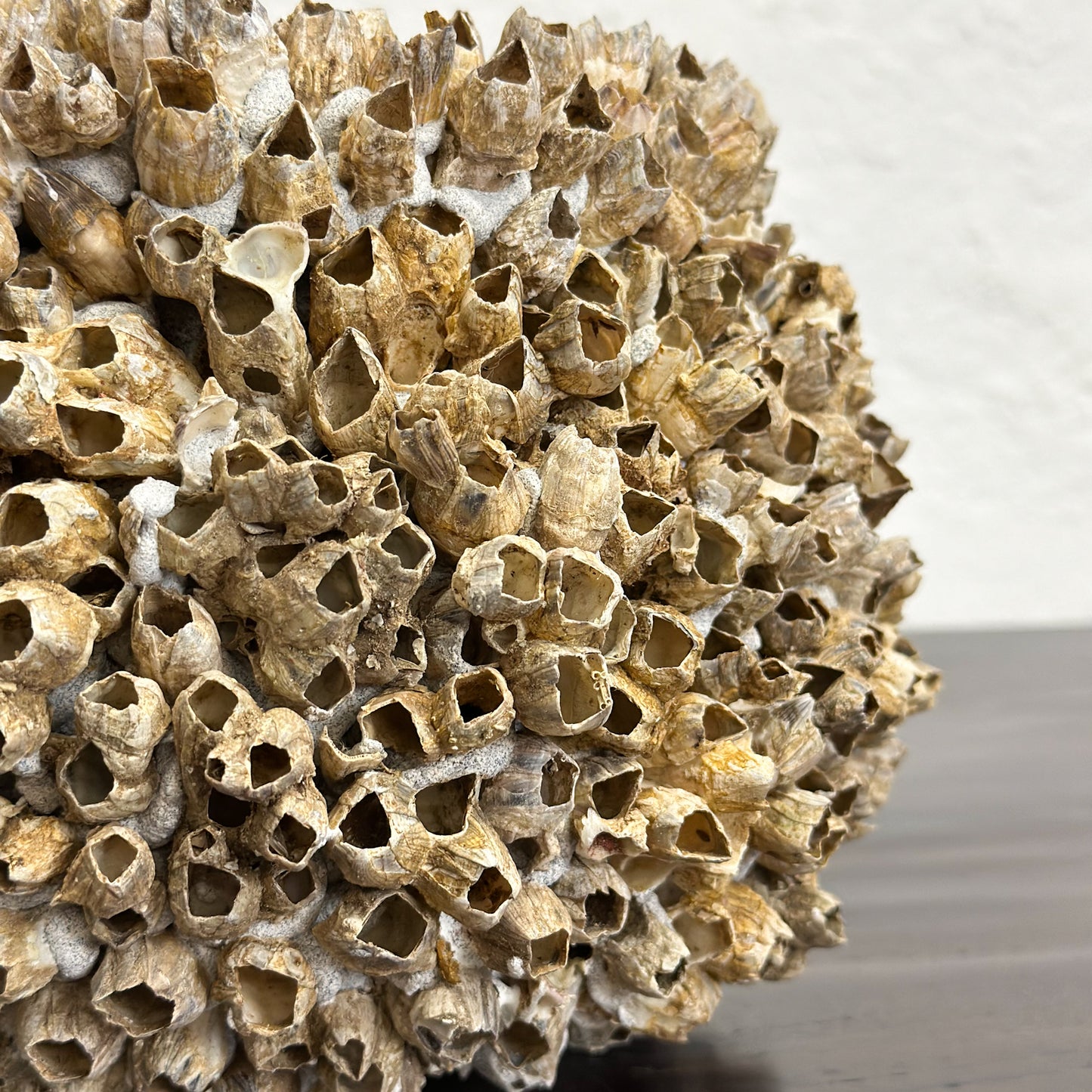 Small Natural Lipped Barnacle Pot