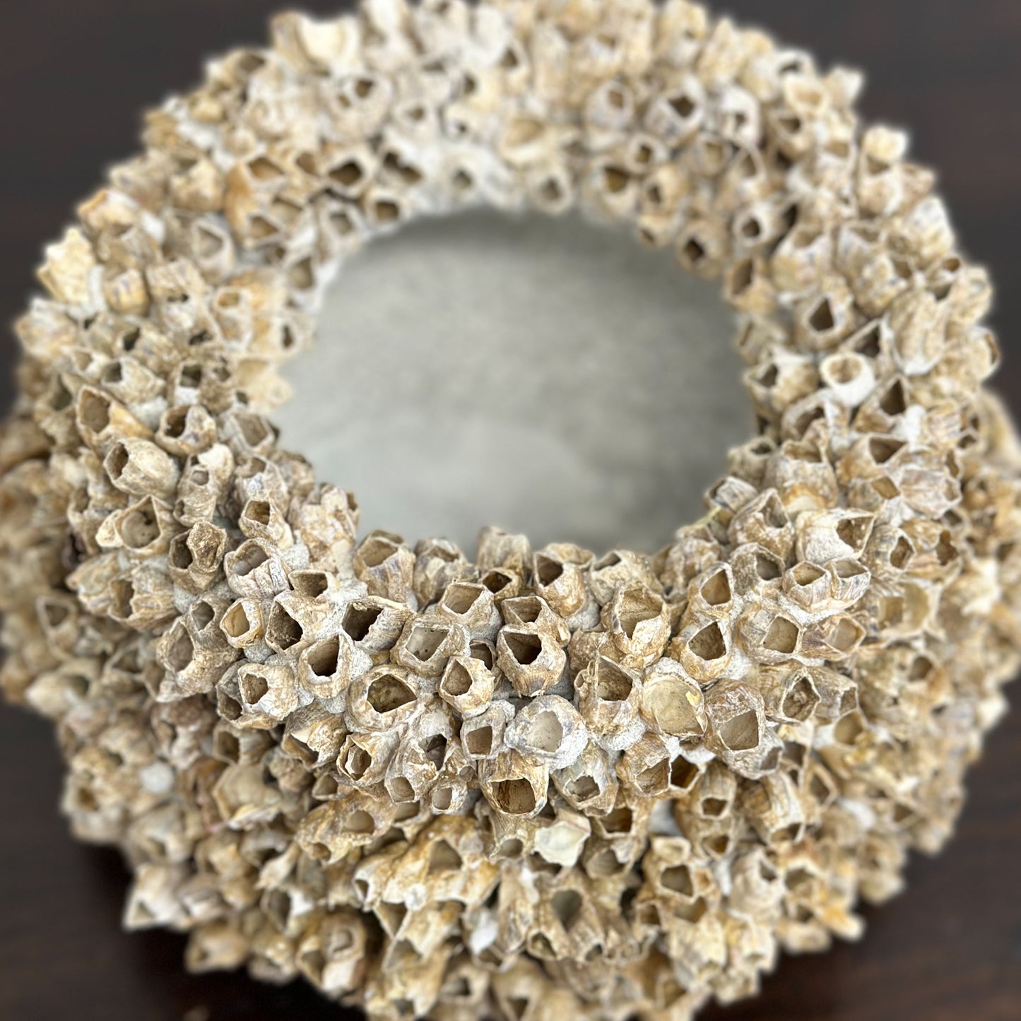 Small Natural Lipped Barnacle Pot
