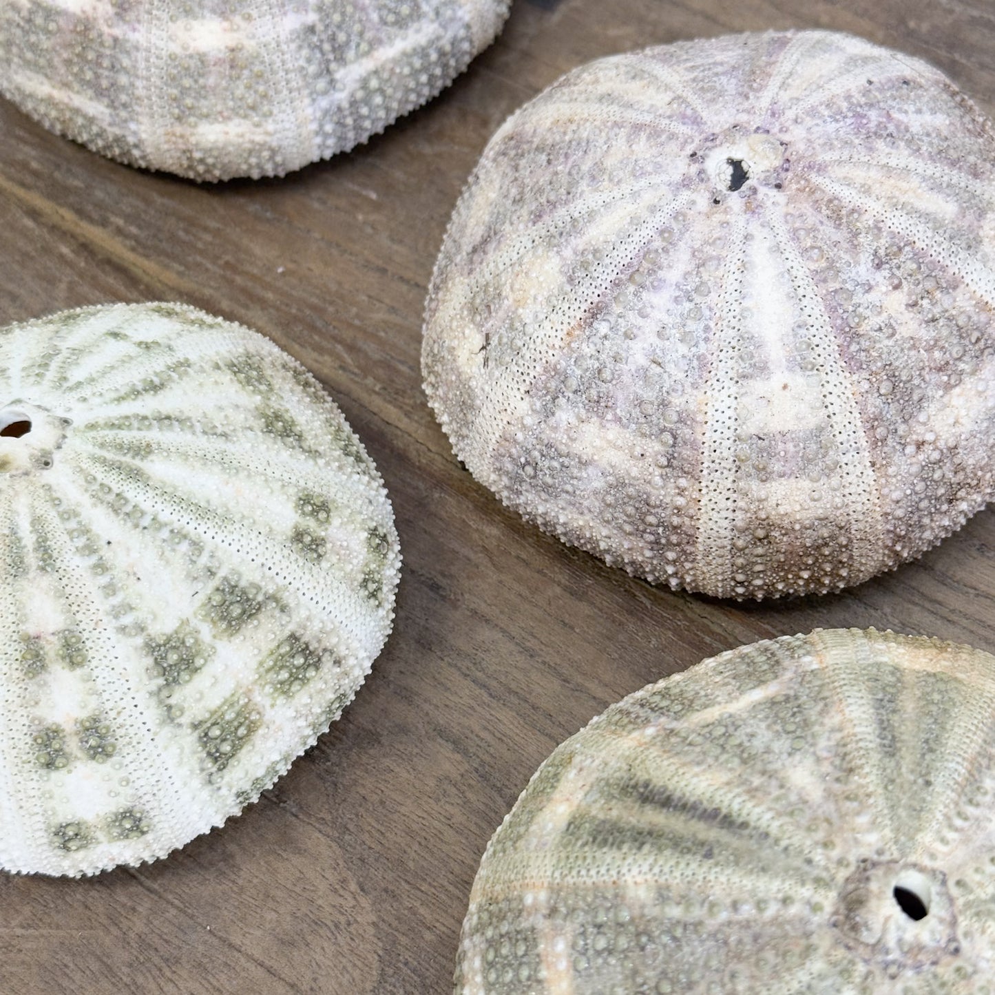 Natural Urchin Shell