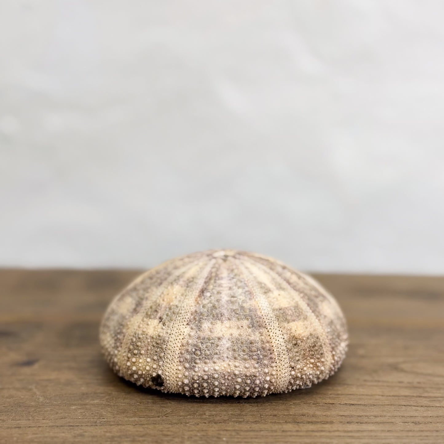 Natural Urchin Shell