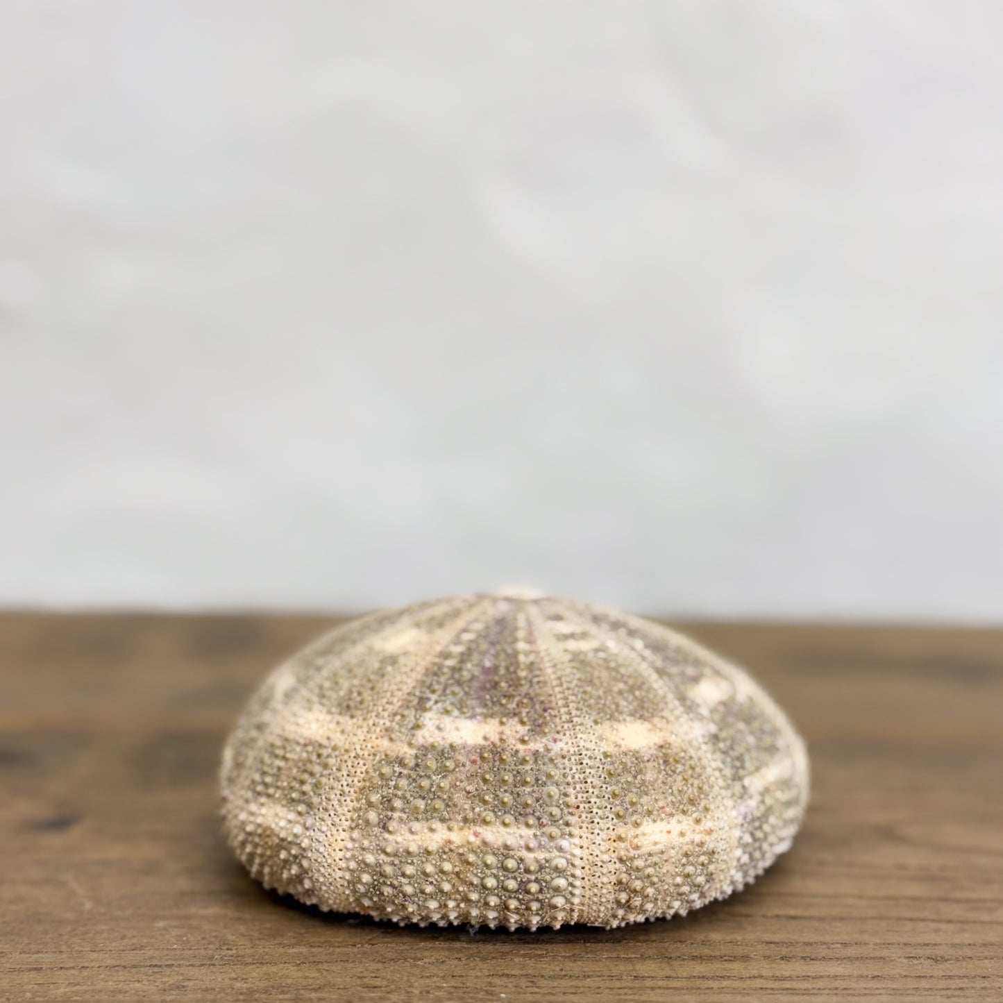 Natural Urchin Shell