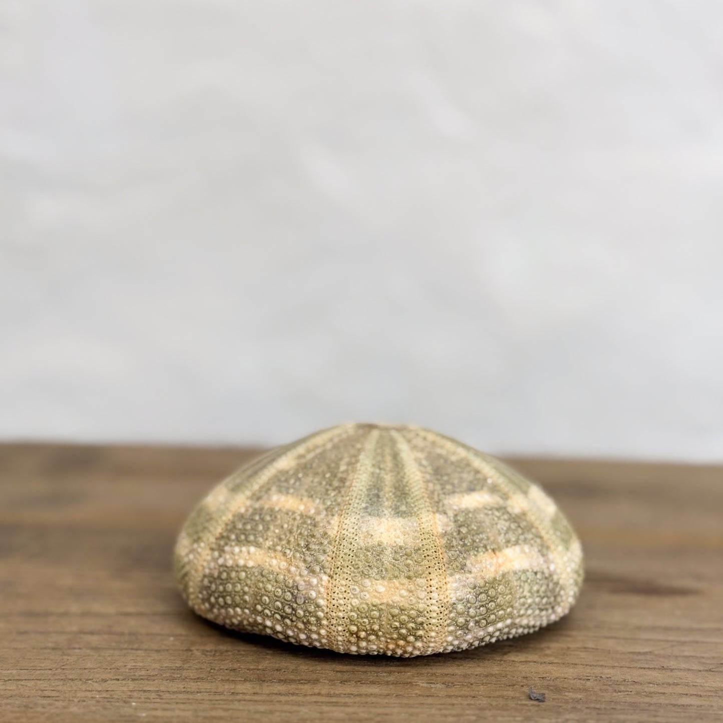 Natural Urchin Shell