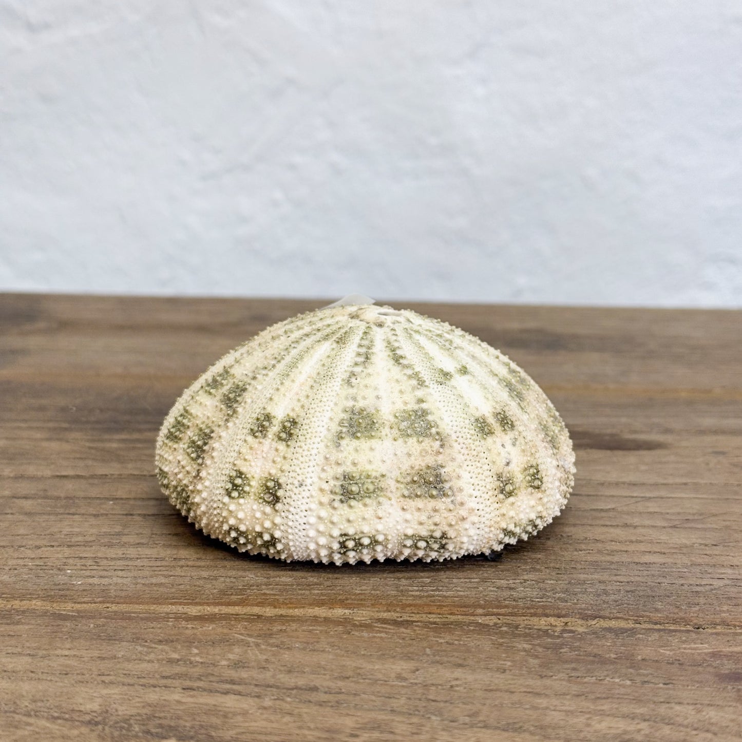 Natural Urchin Shell