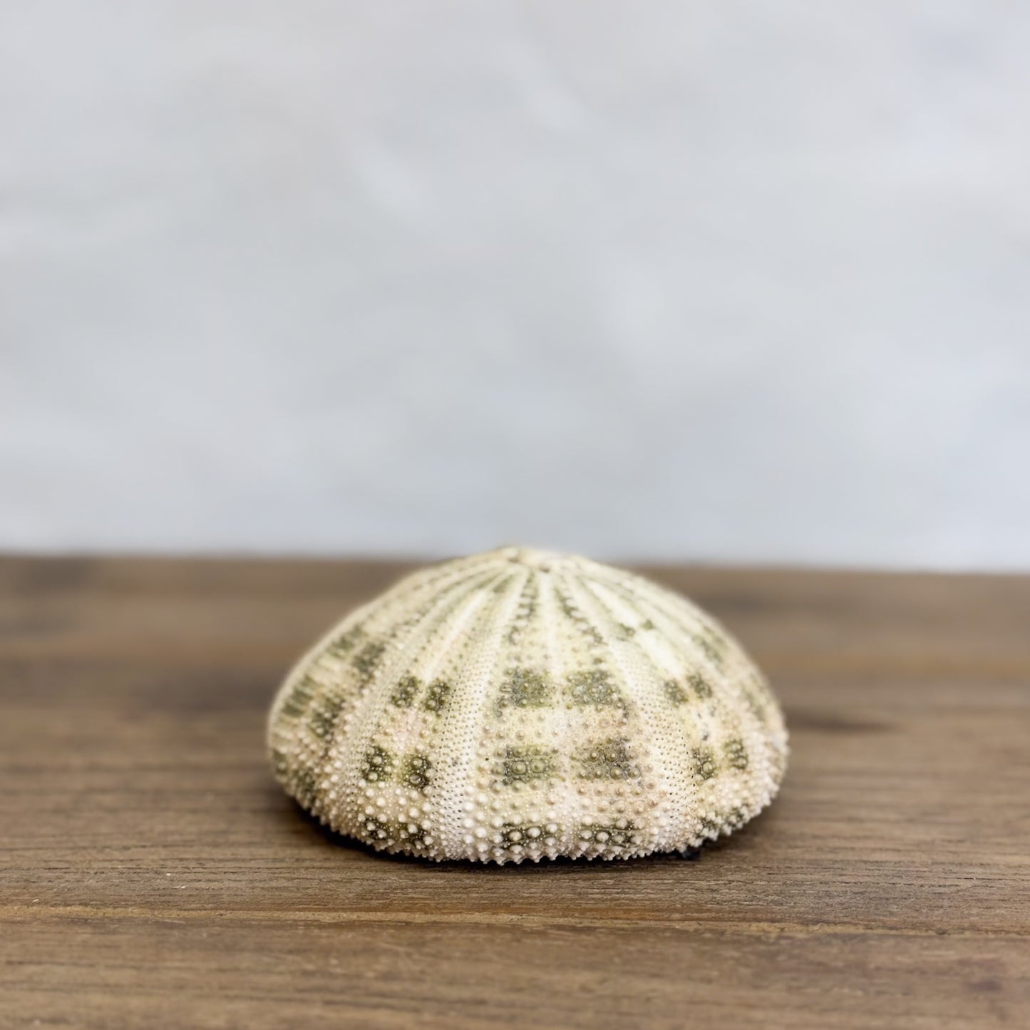 Natural Urchin Shell