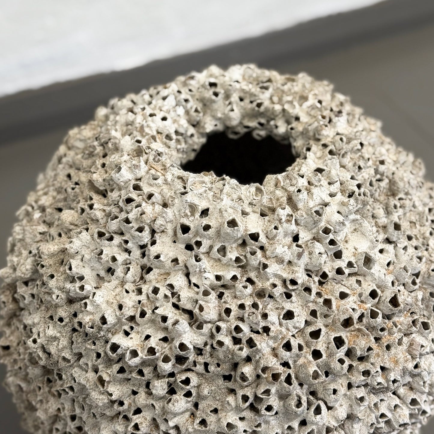 Barnacle Jar Pot