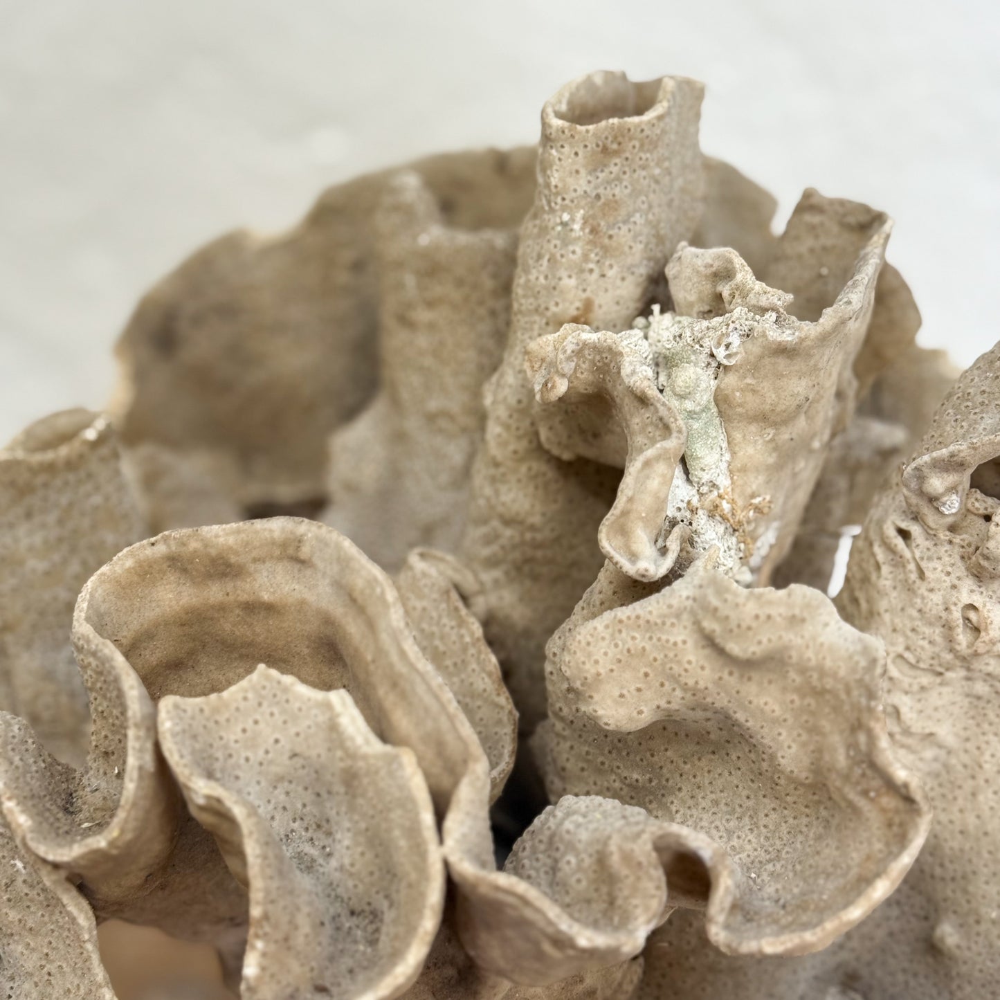 Natural Turbin Coral on Stand