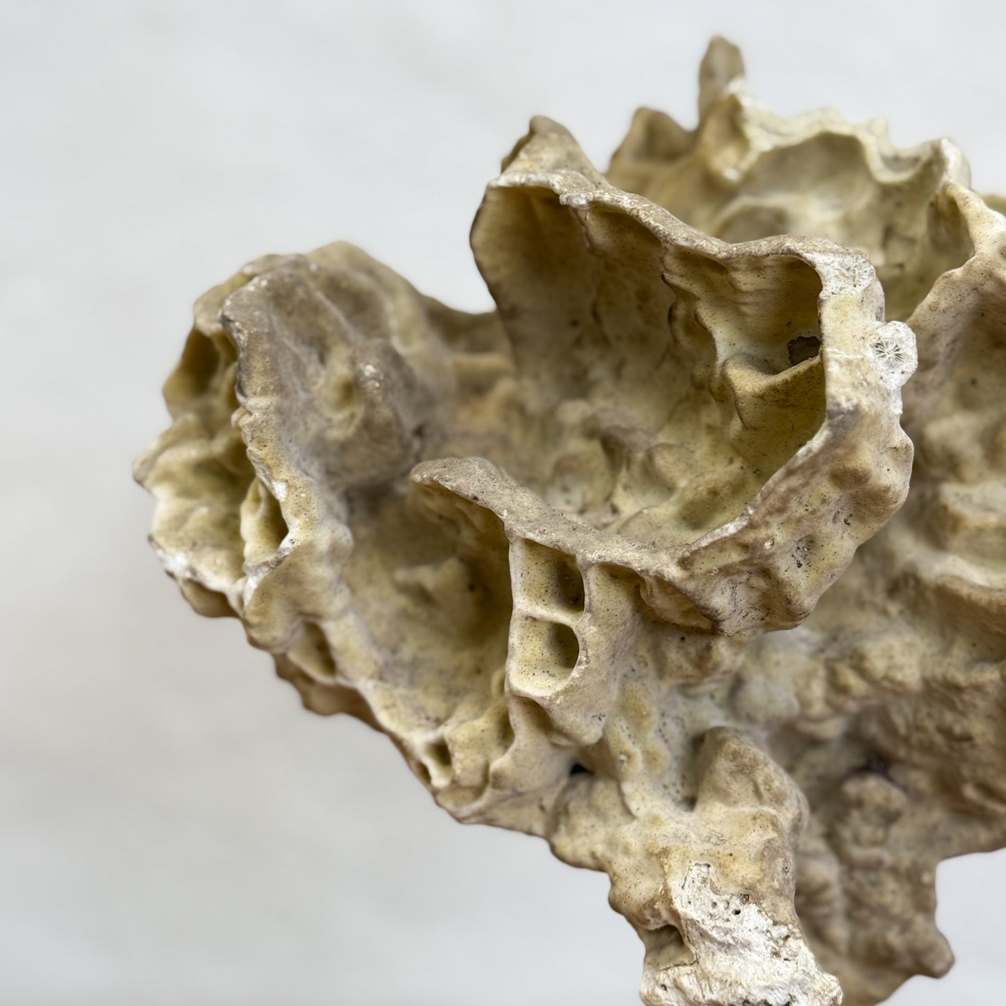 Natural Turbin Coral on Stand I