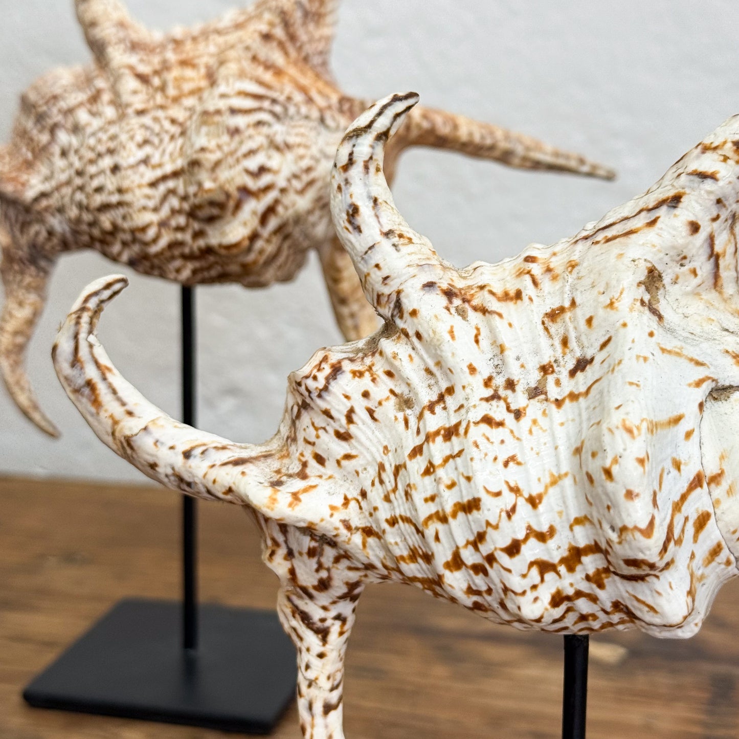 Decorative shell sculpture on a stand with another shell in the background.