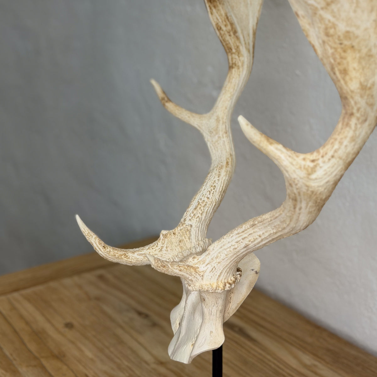 A realistic deer antler head taxidermy wall mount displayed on a black stand, set against a neutral gray wall and light wood tabletop.