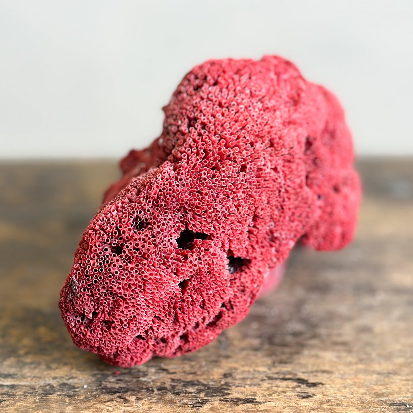Pipe Organ Coral