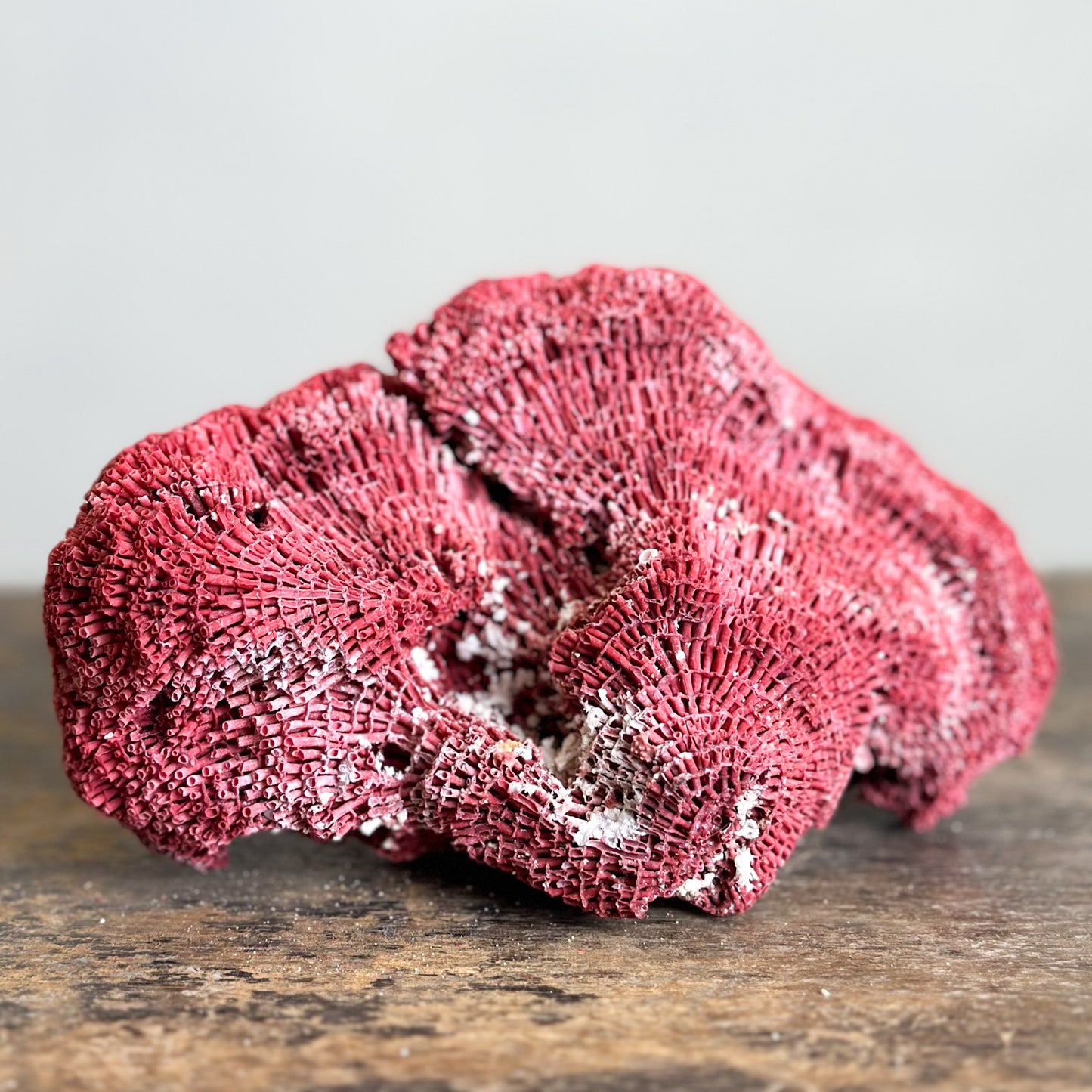 Pipe Organ Coral
