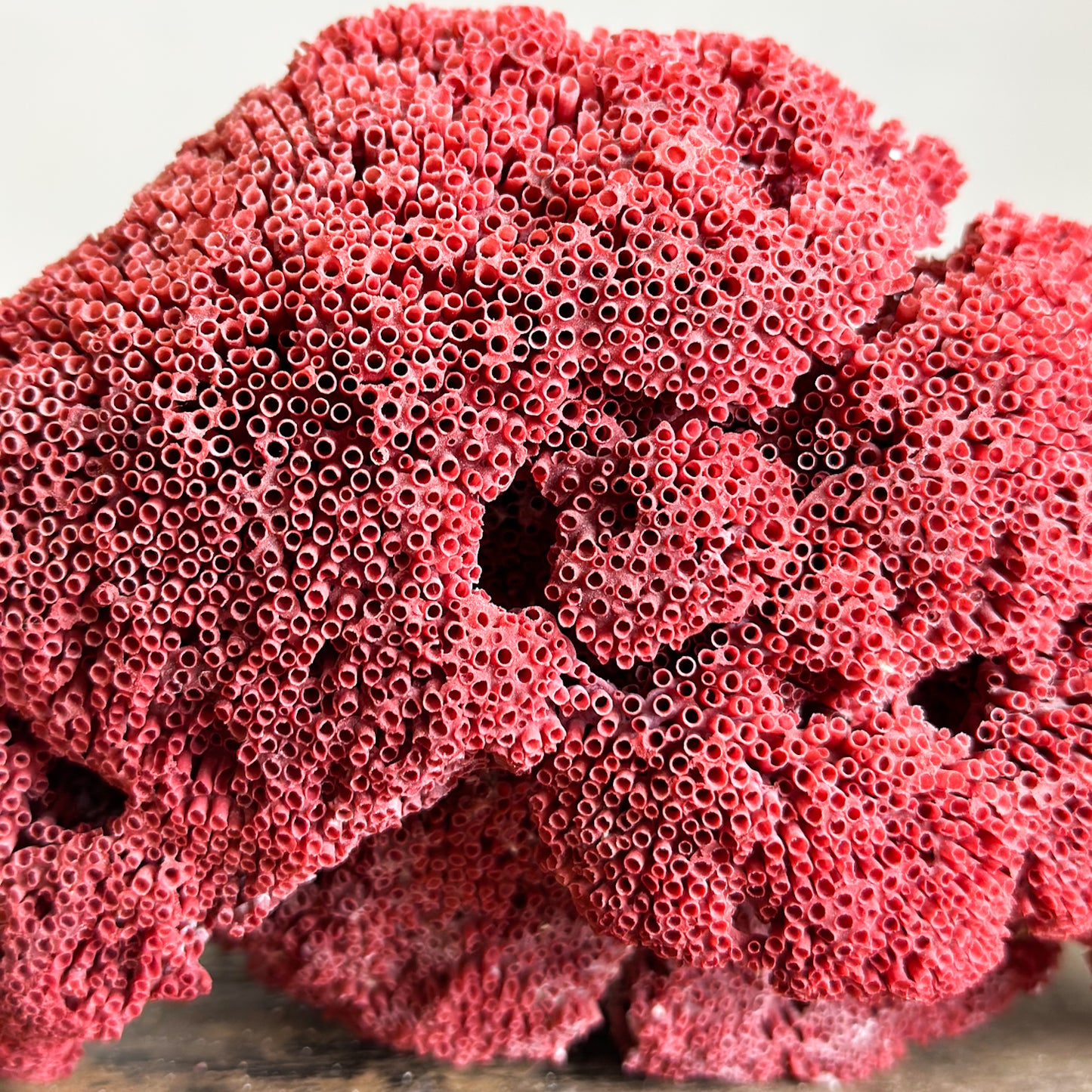 Pipe Organ Coral