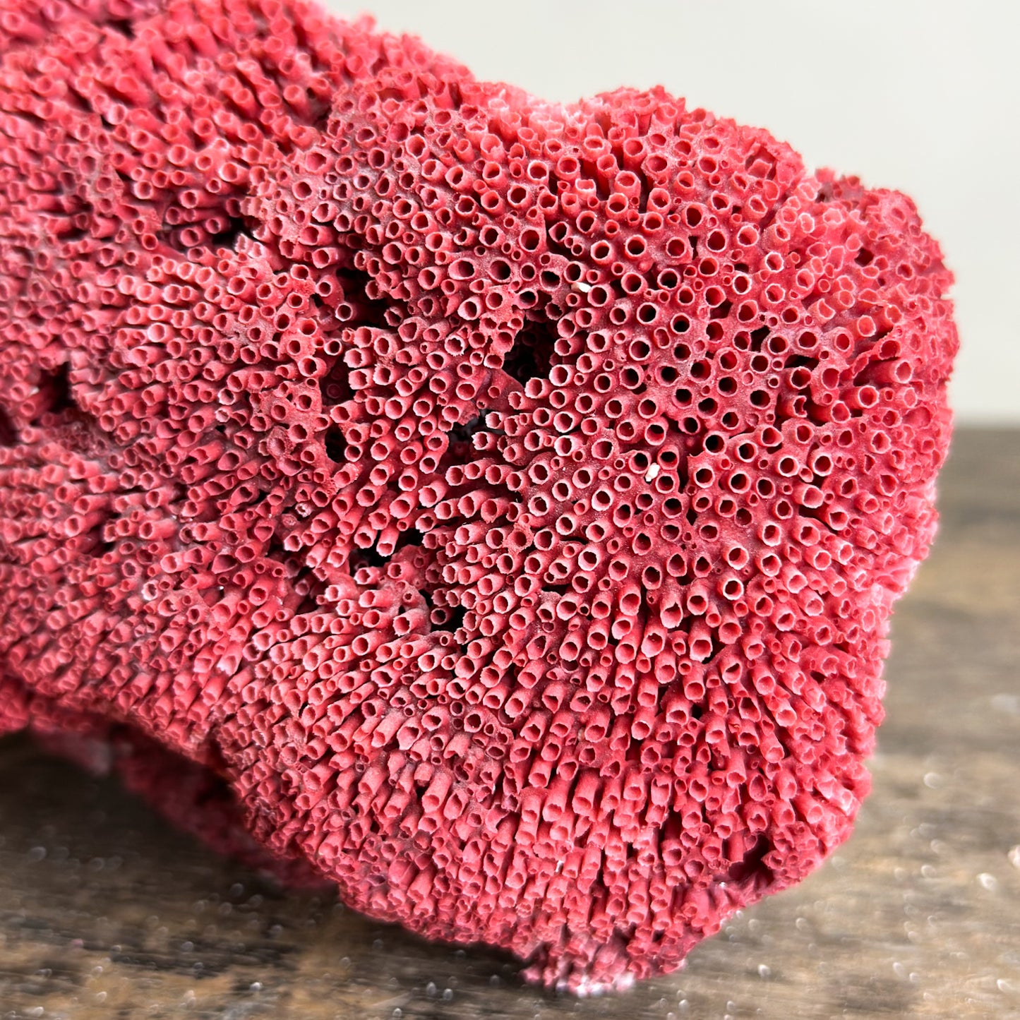 Pipe Organ Coral