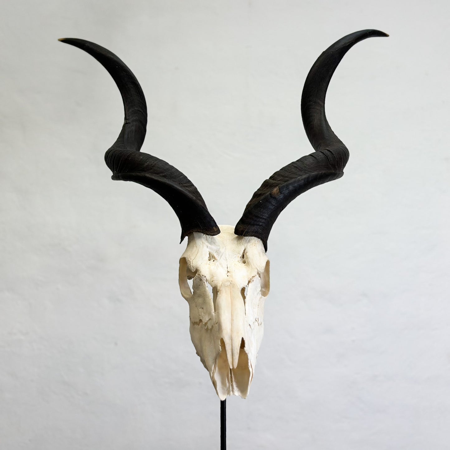 Oiled Kudu Skull