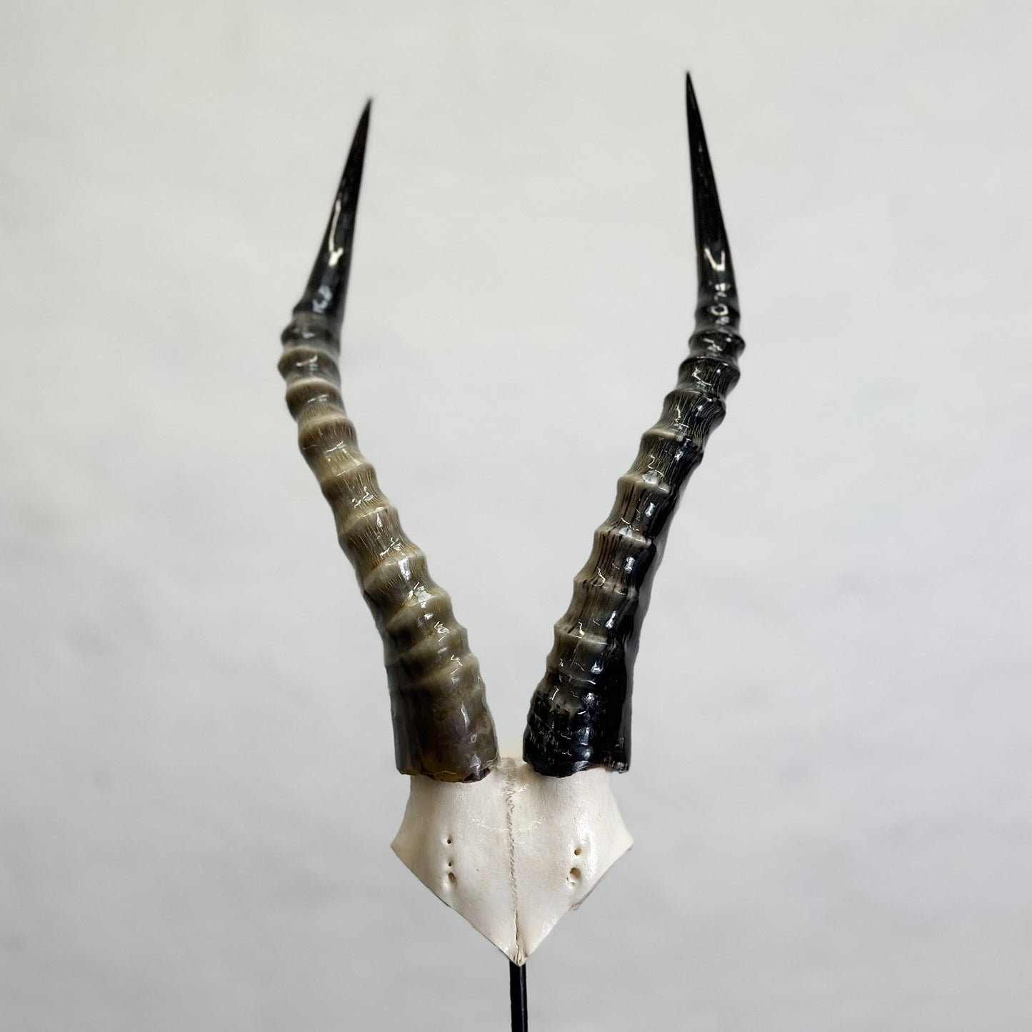 Blesbok Polished V-Skull
