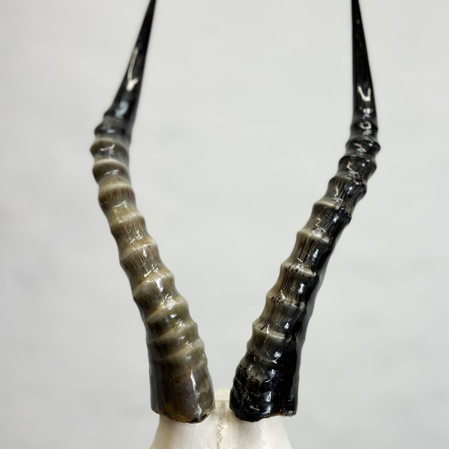 Blesbok Polished V-Skull
