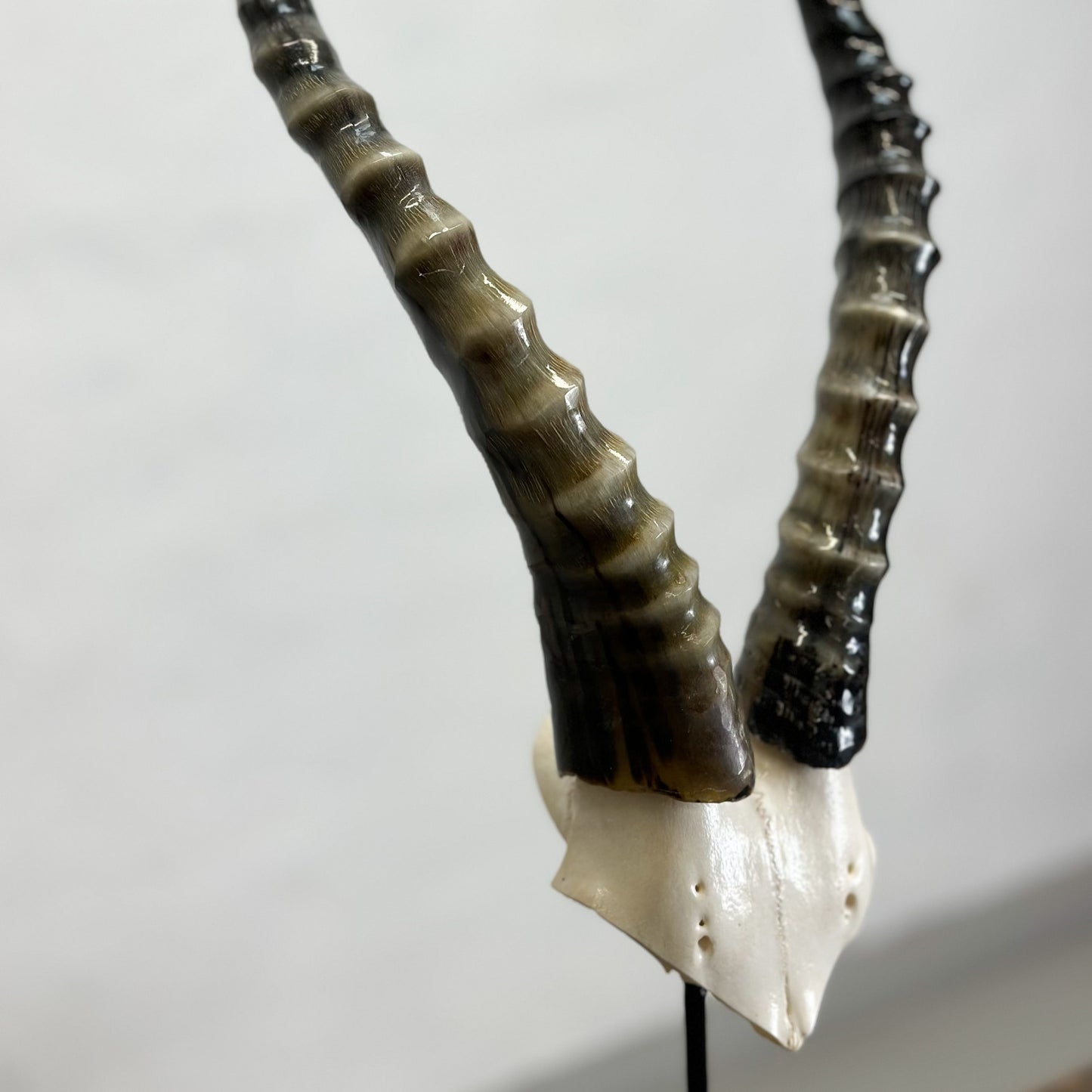 Blesbok Polished V-Skull