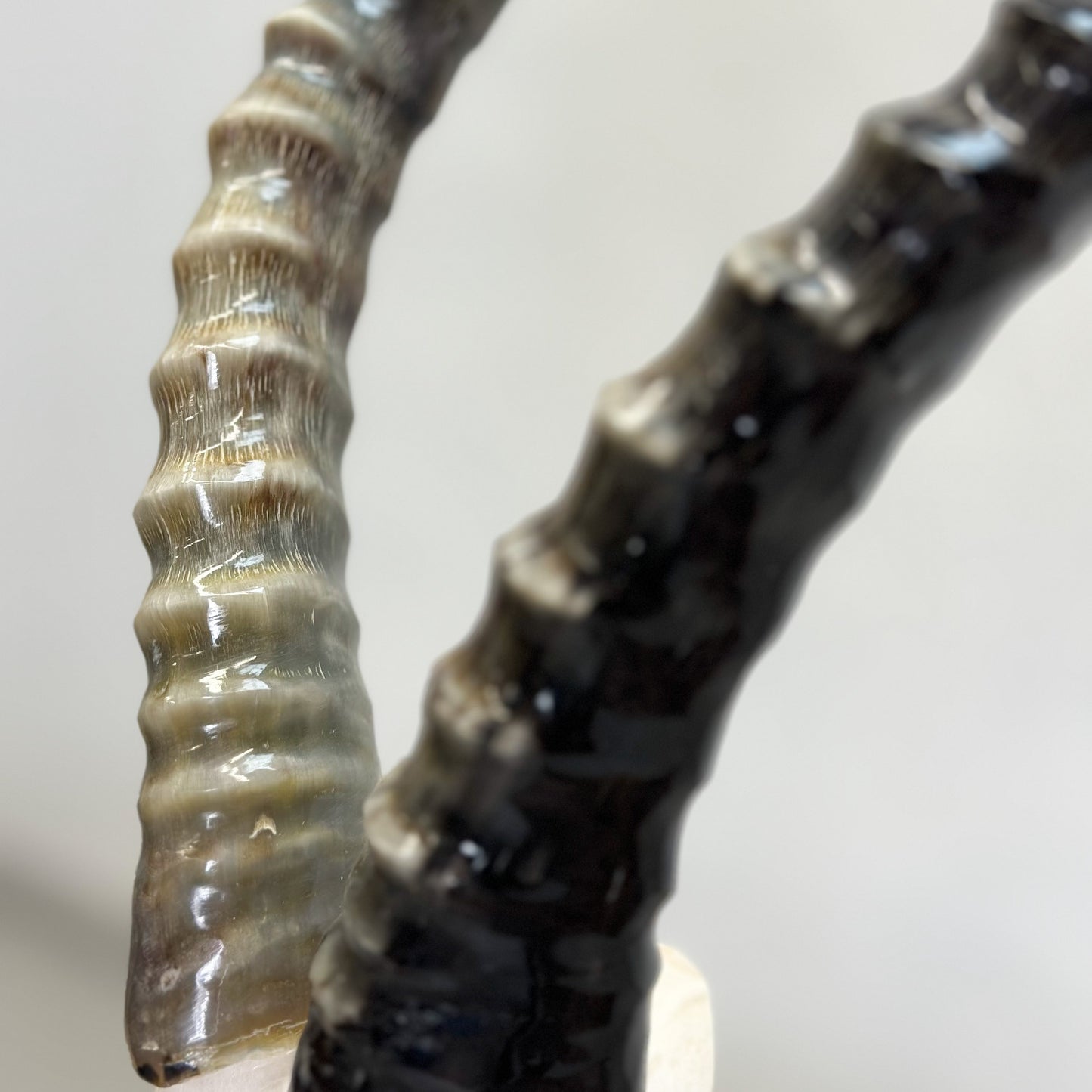 Blesbok Polished V-Skull