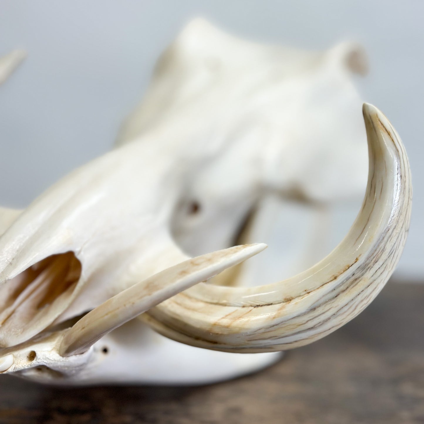 Polished Warthog Skull