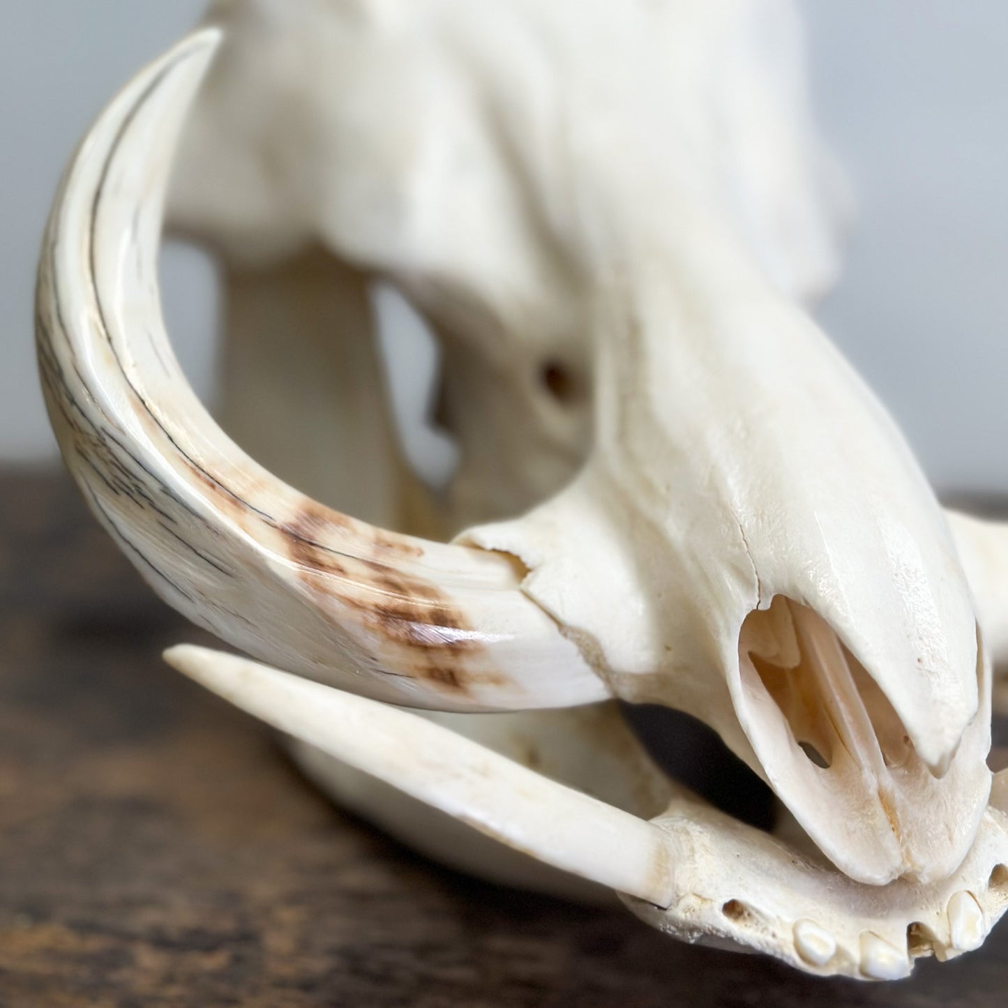 Polished Warthog Skull