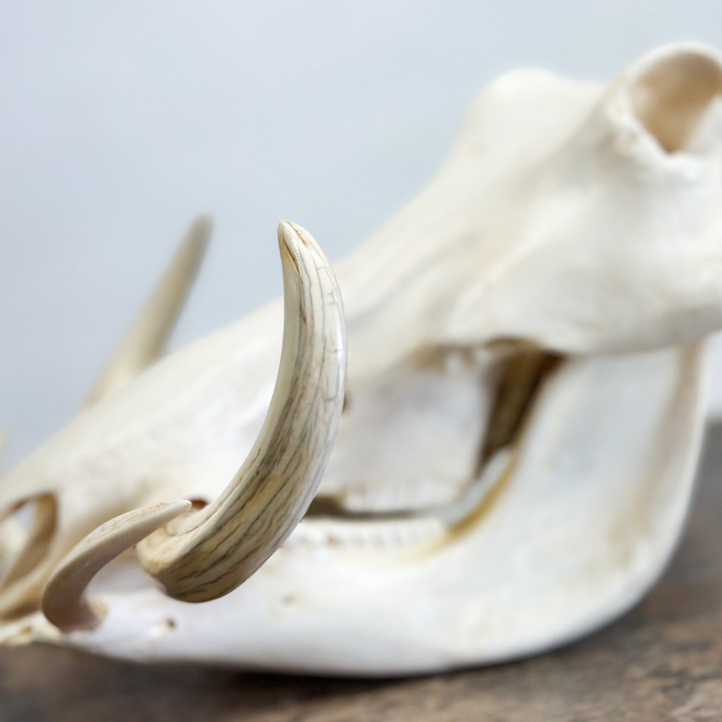 Polished Warthog Skull