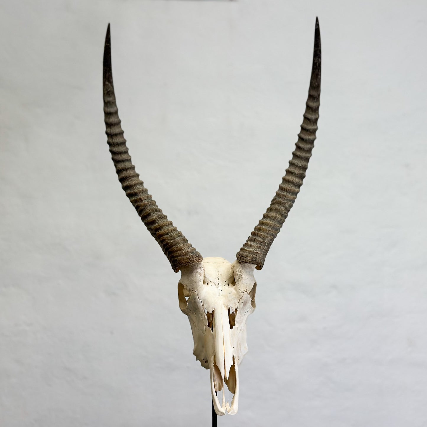 Natural Waterbuck Skull