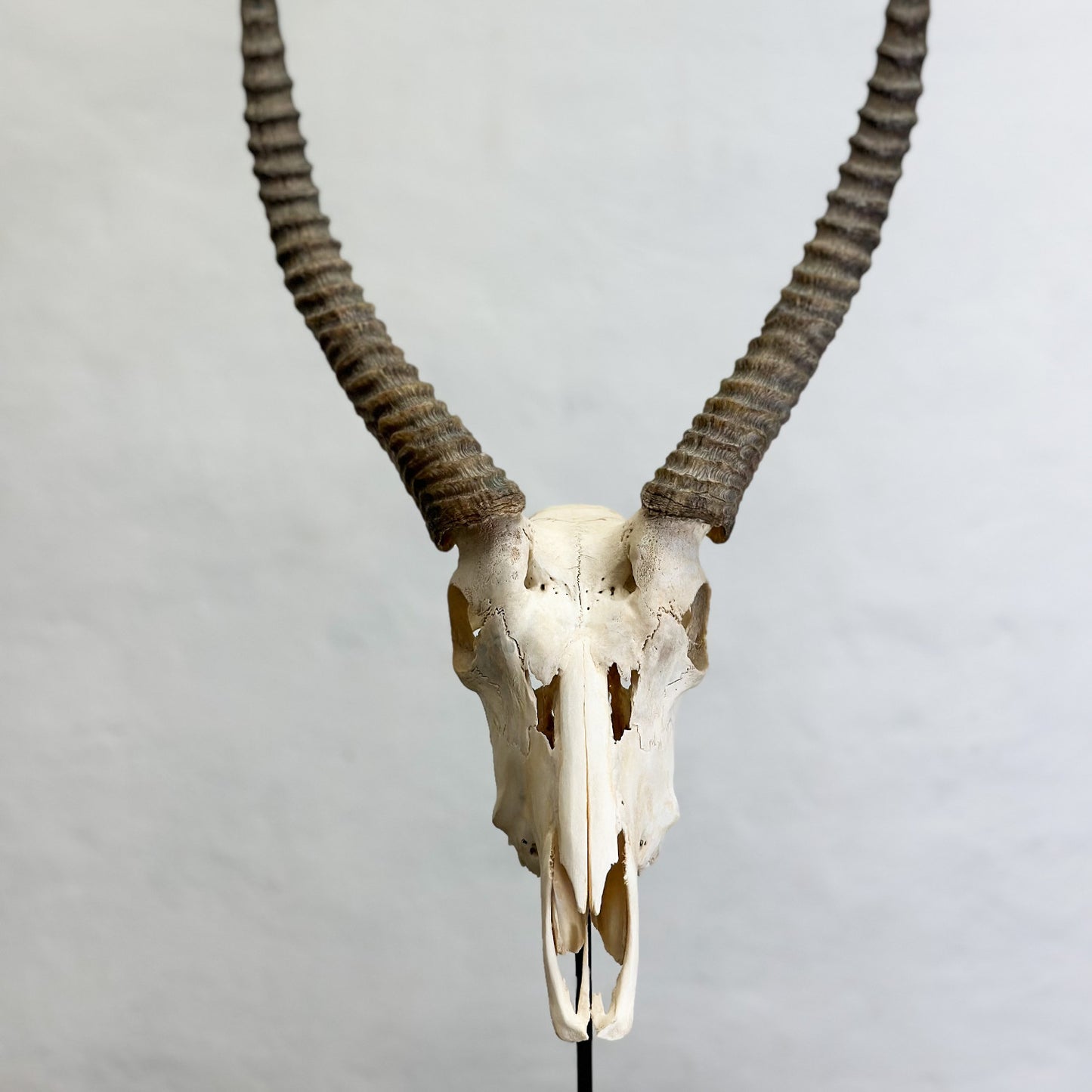 Natural Waterbuck Skull