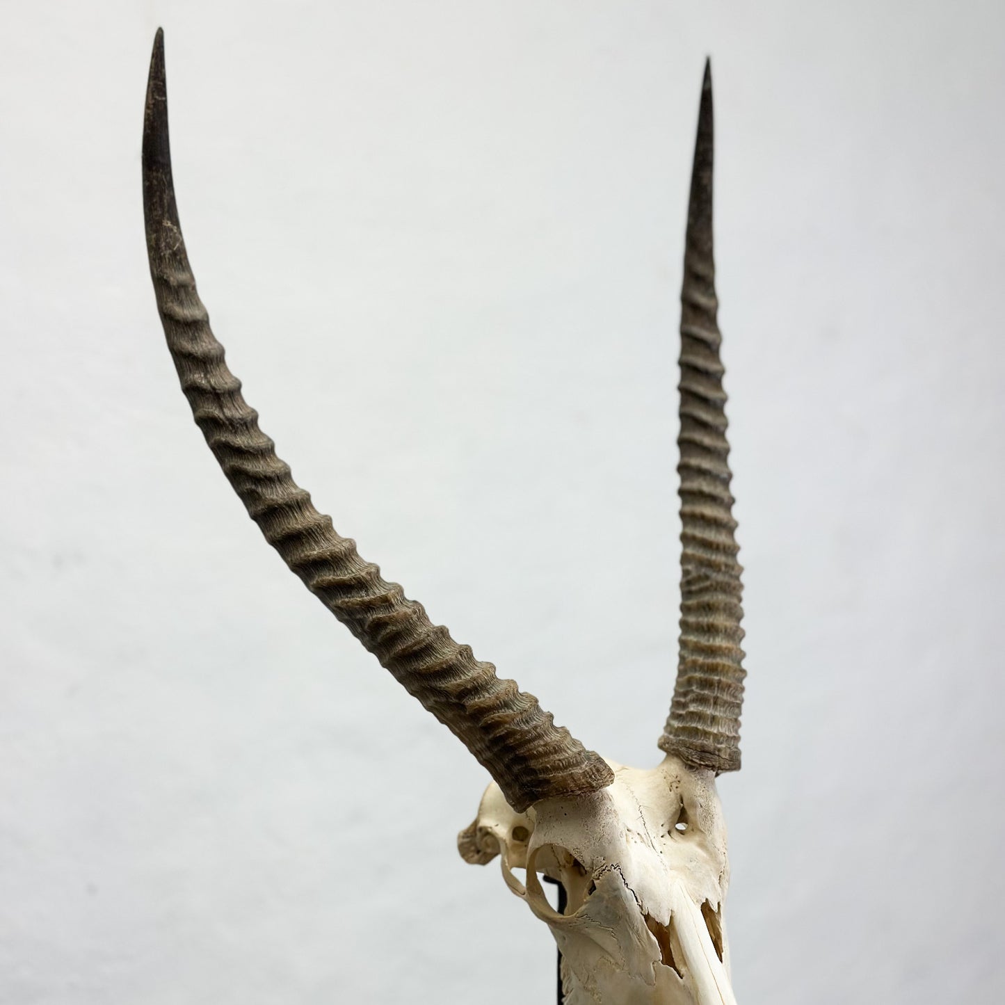 Natural Waterbuck Skull