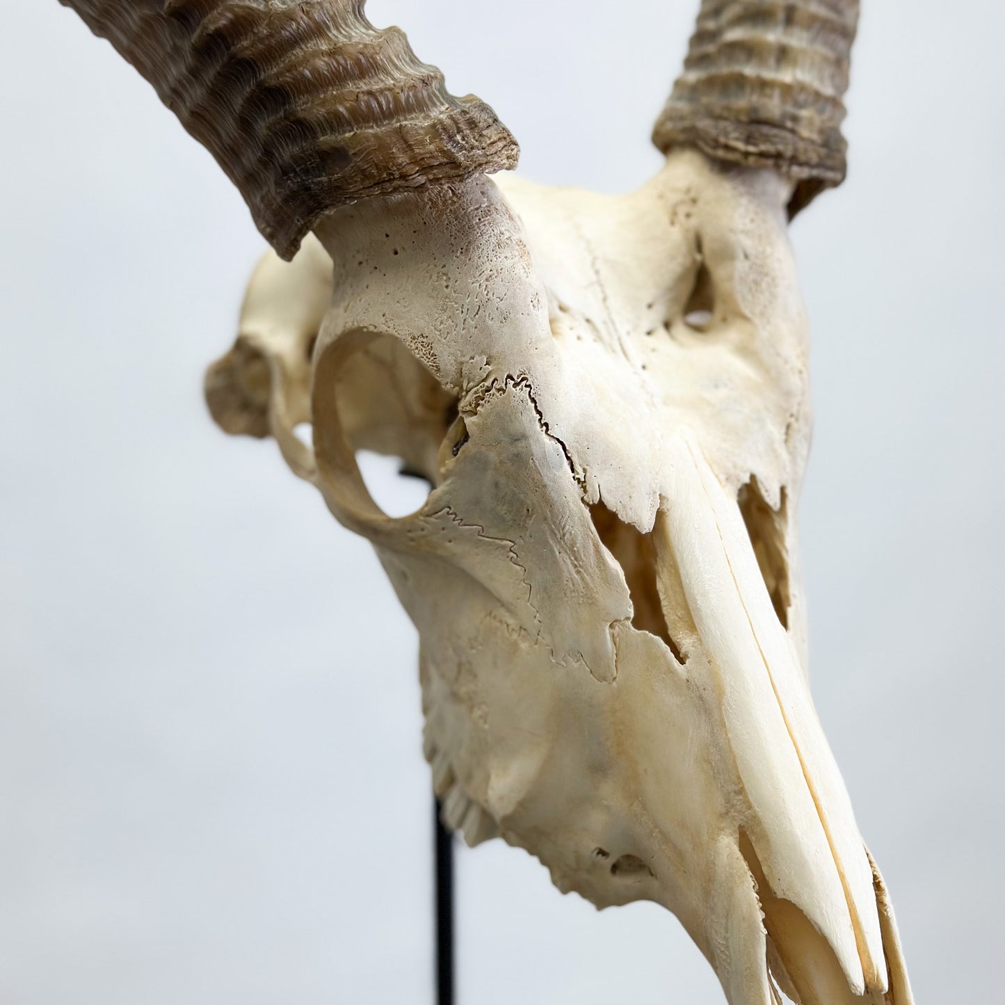 Natural Waterbuck Skull
